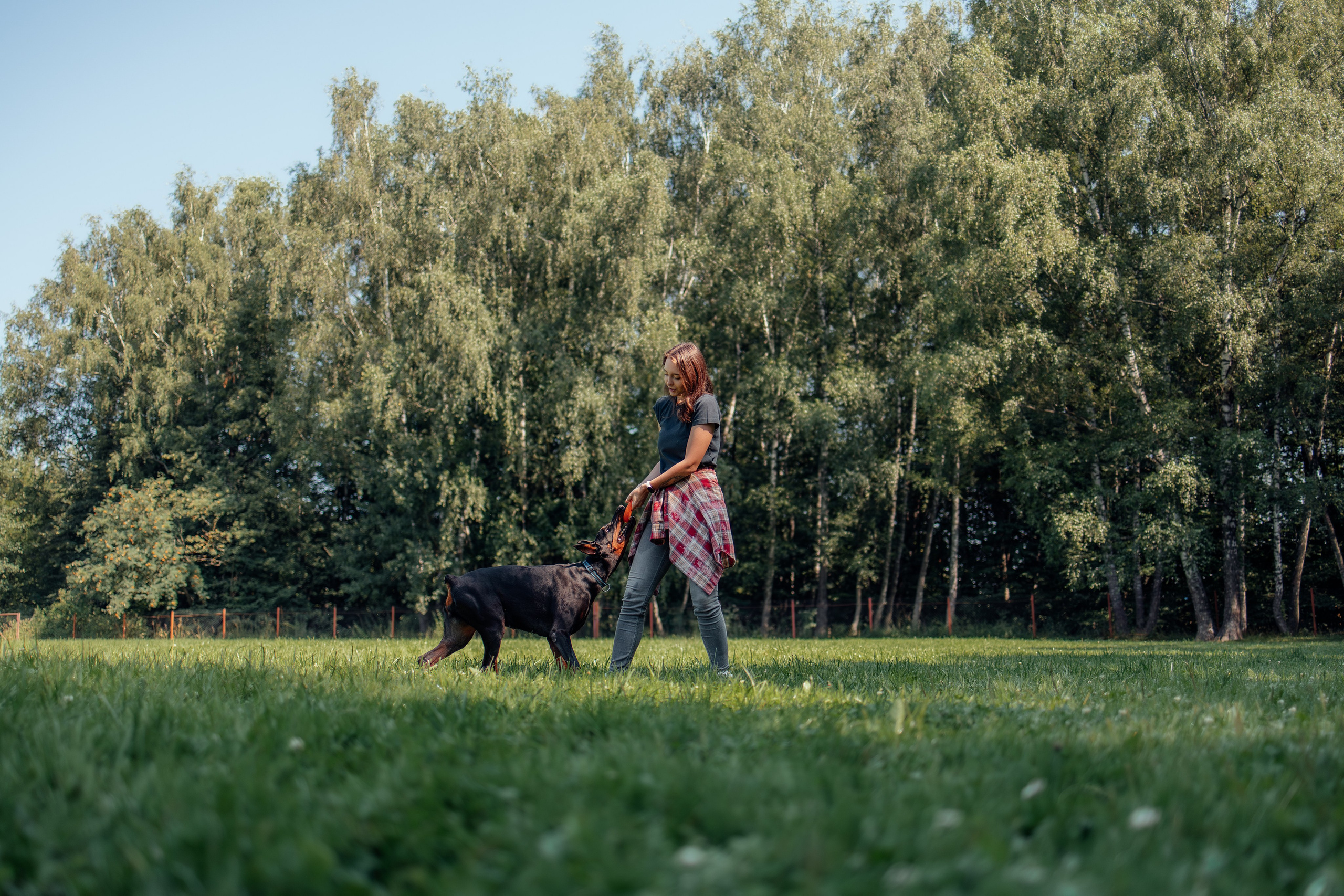 Доберман Айза. Фотограф Анималист в Москве Анастасия Жучкова