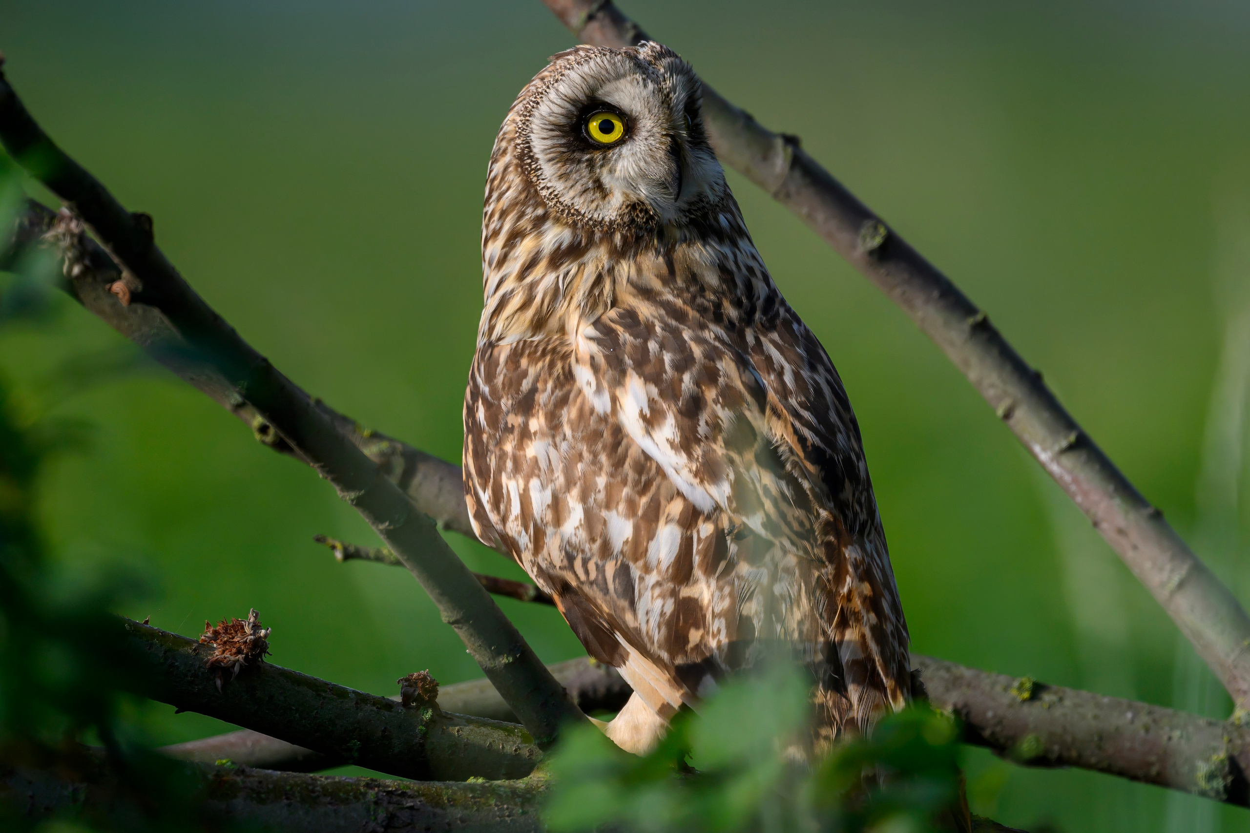 Совы на рассвете. Фотограф Сергей Пупонин