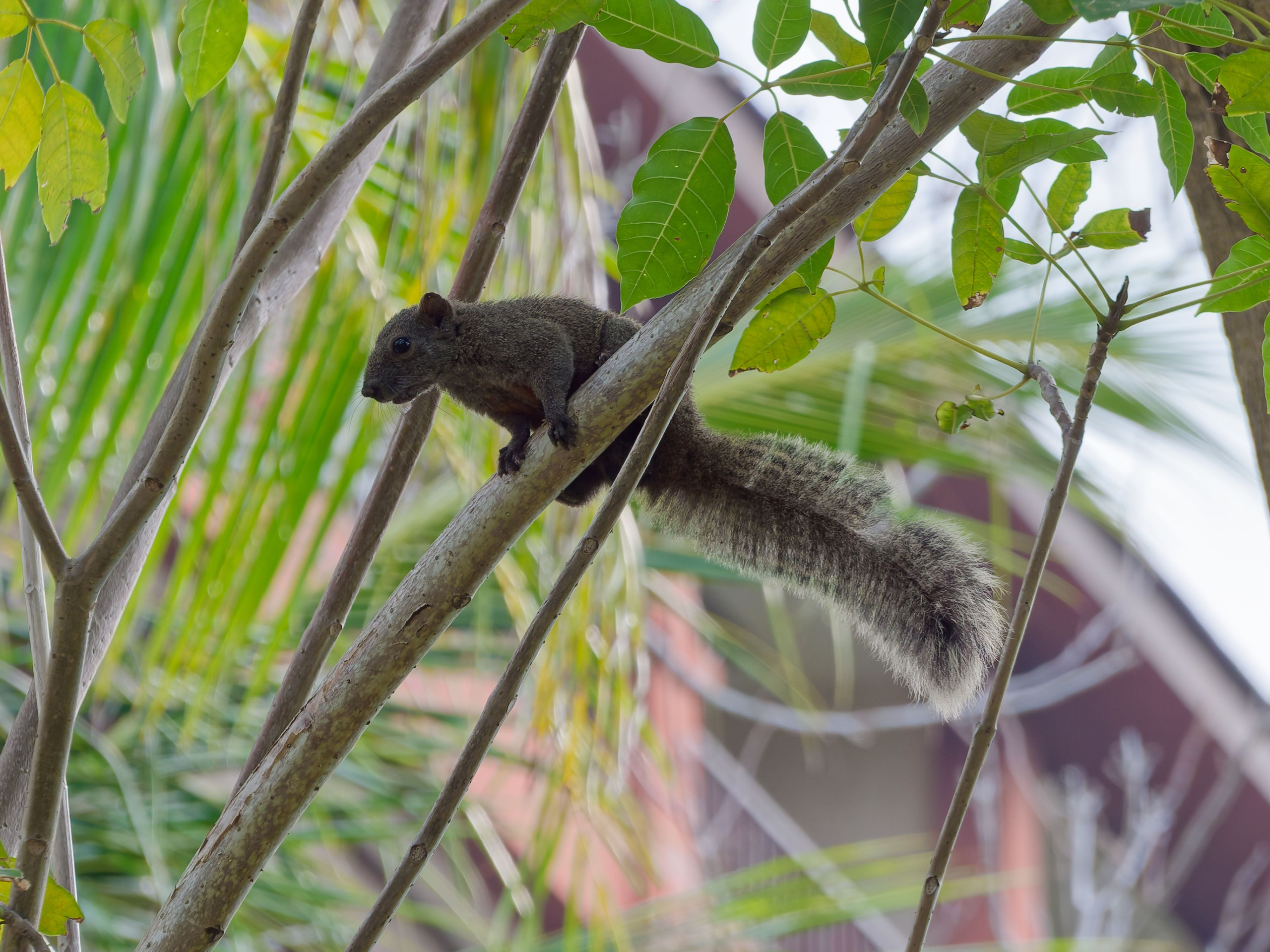 Хайнань 2026, белки. Фотопрогулки по Миру