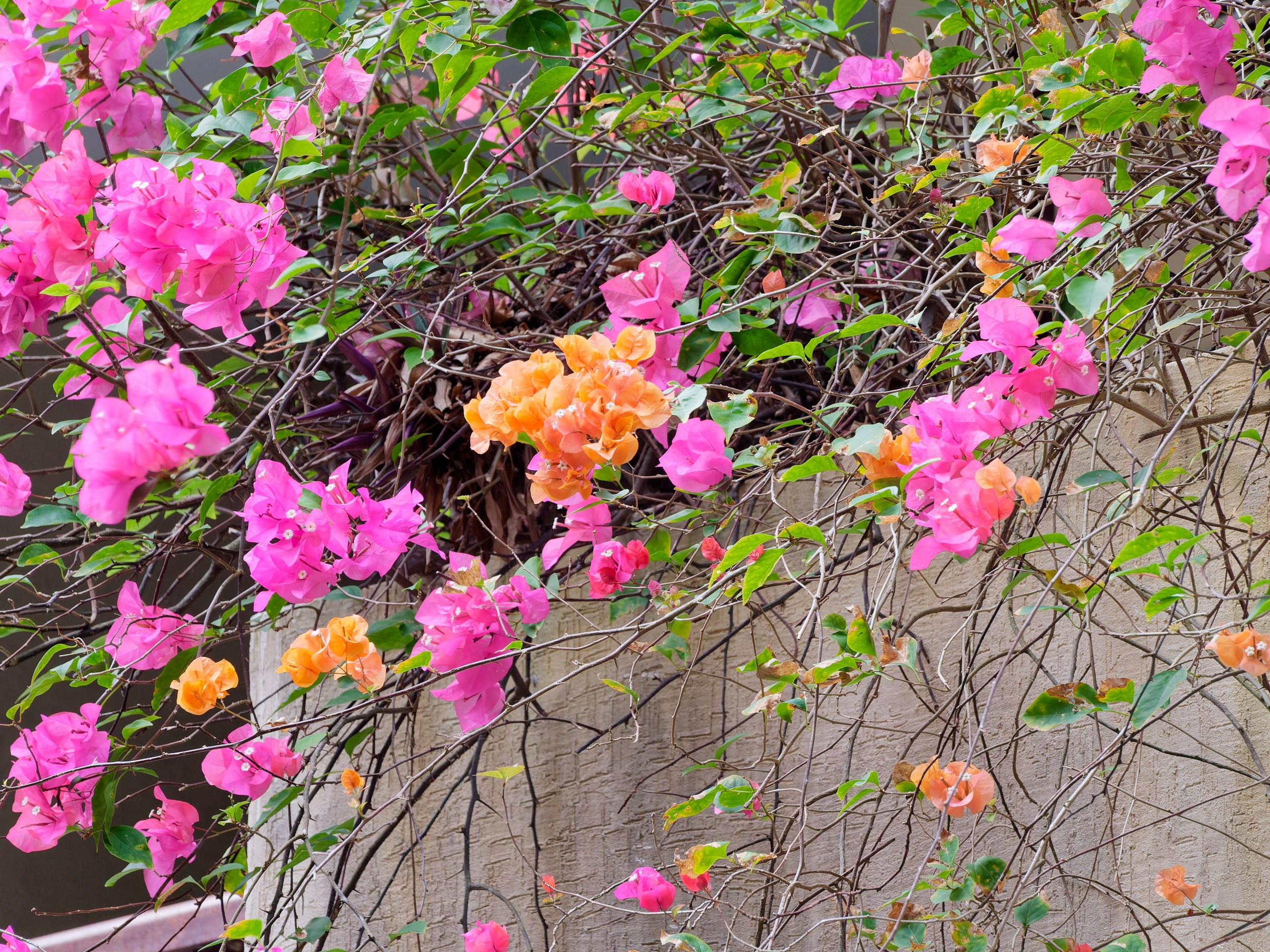 Хайнань 2026, флора, цветы и деревья. Фотопрогулки по Миру