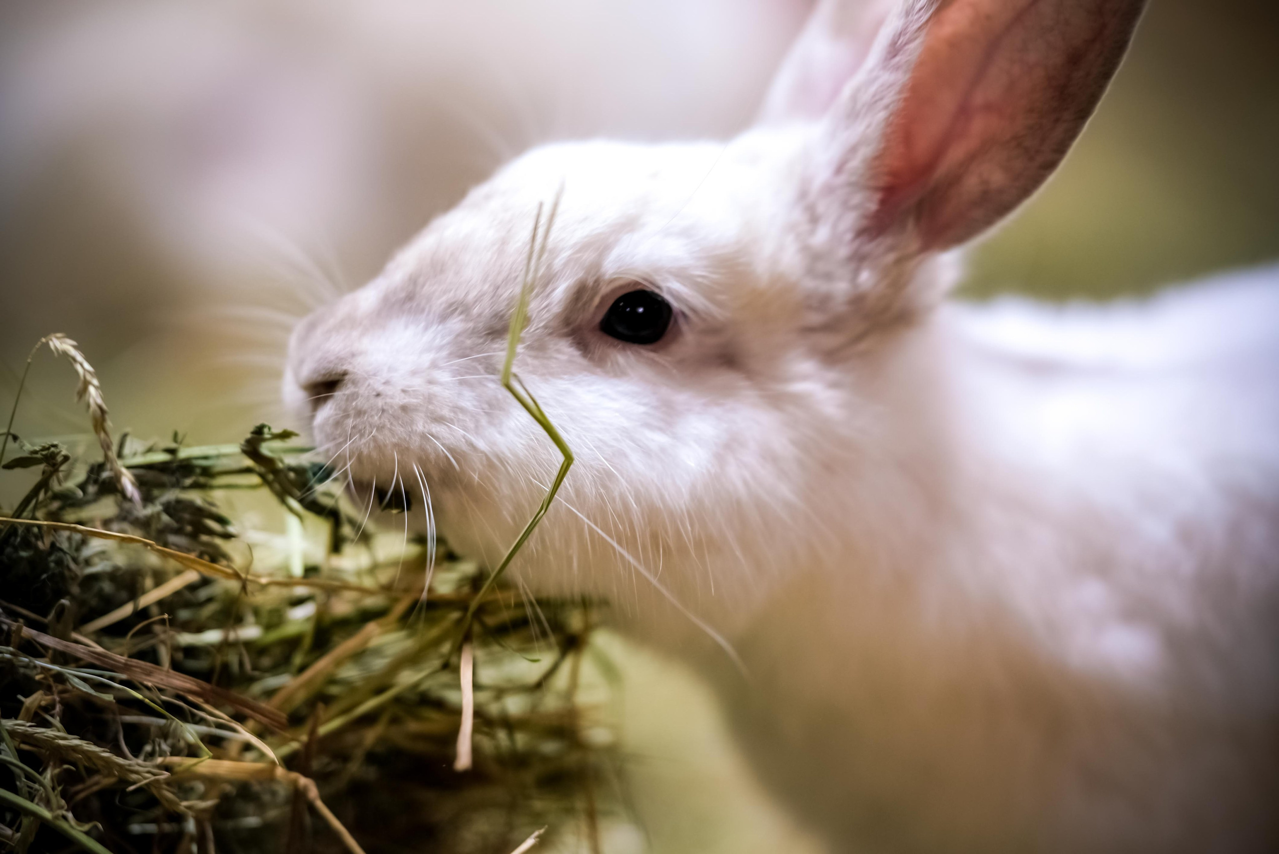 Животные и птицы. KRUTOVA_фотографирую жизнь