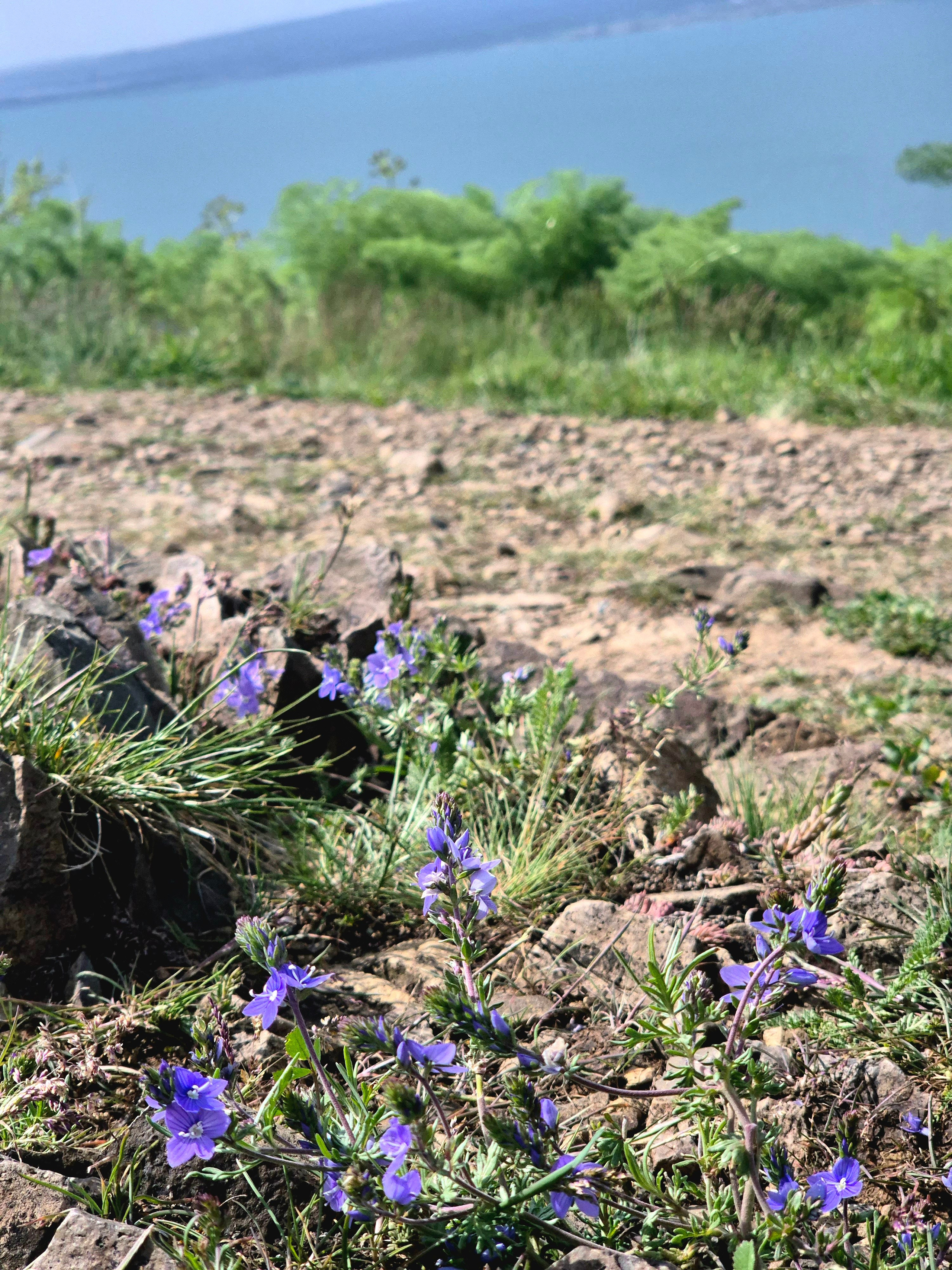 И на камнях растут цветы