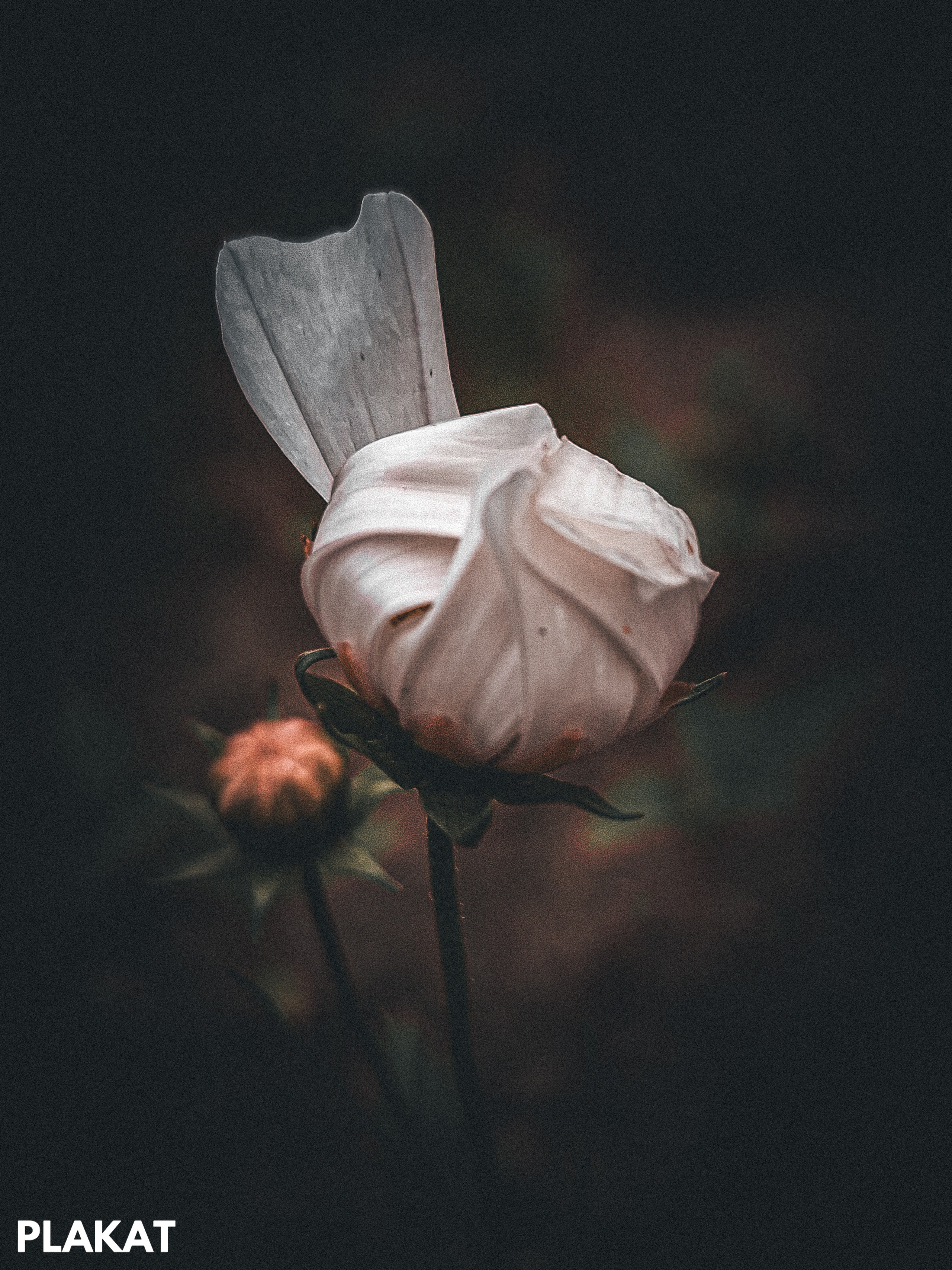 @tolmacheva_blog 