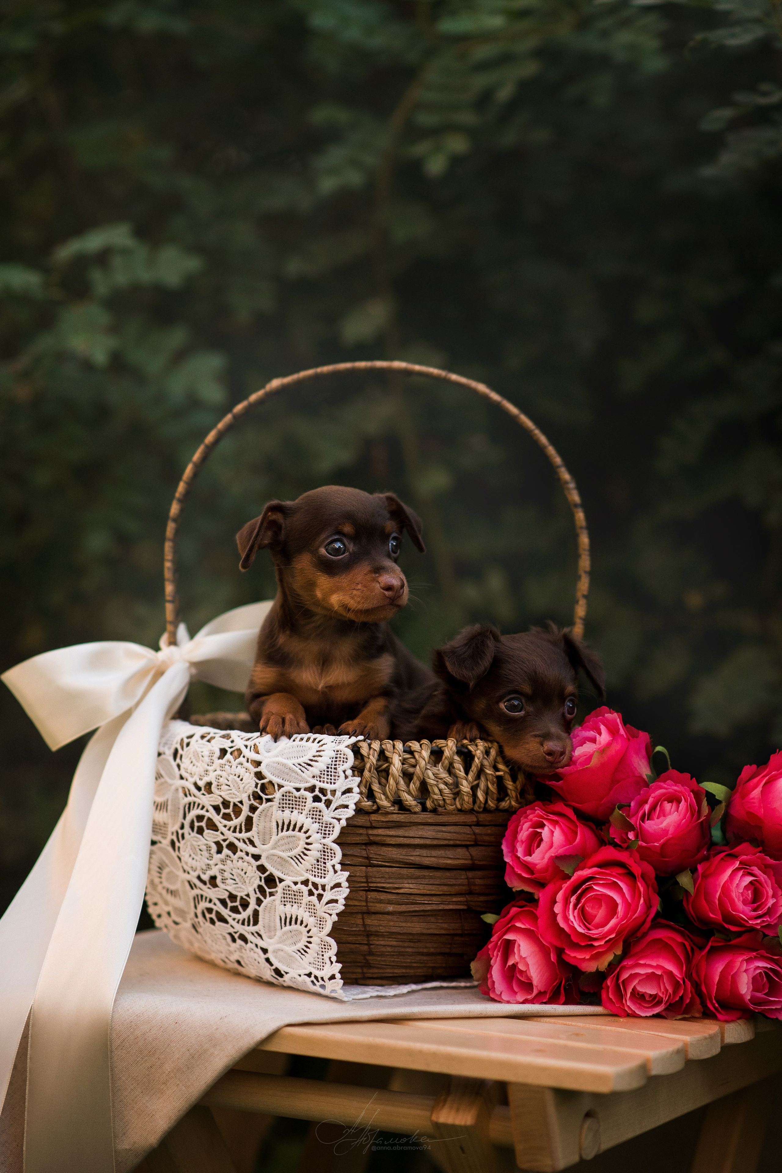 Щенки пражских крысариков — 06.08.2023. Фотограф — Анималист | Анна Абрамова
