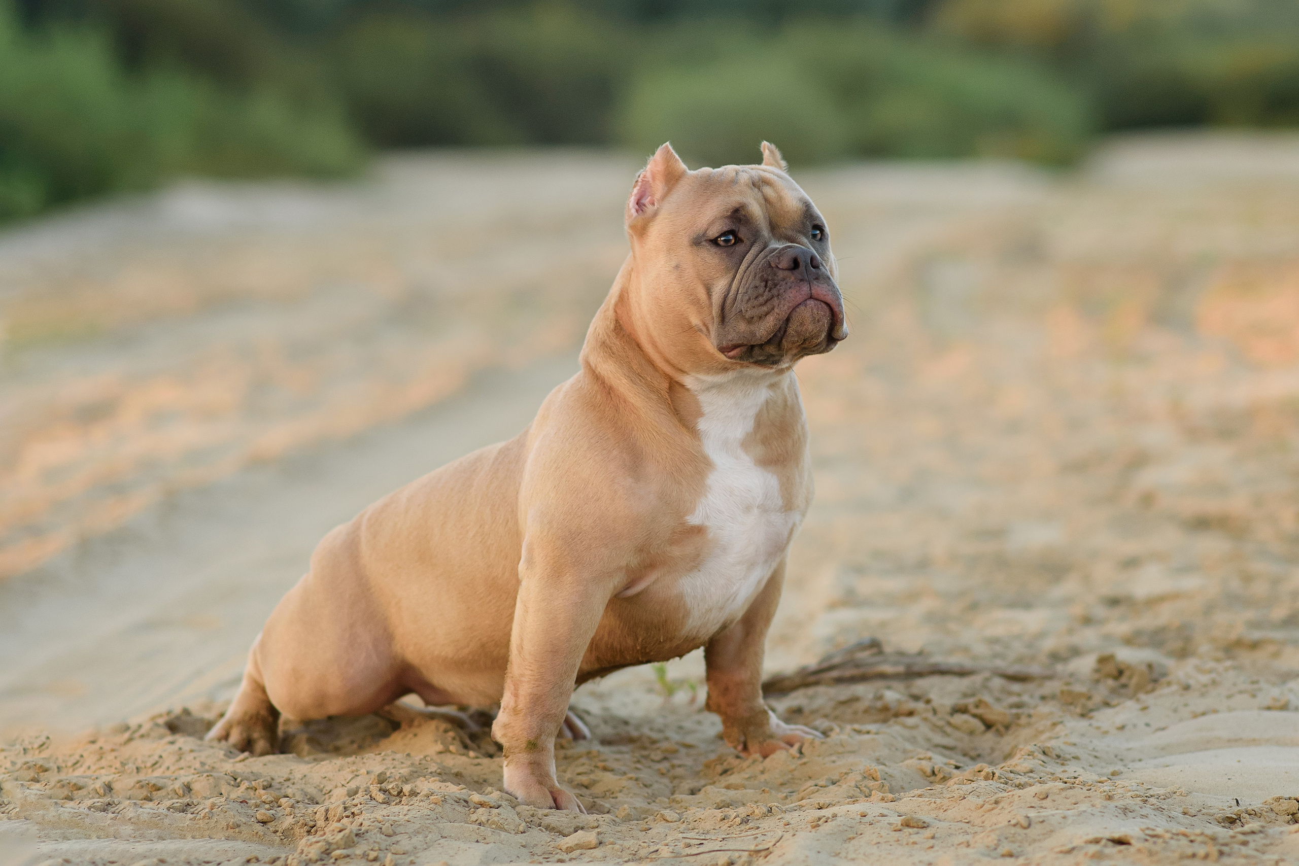 Аляска — Амбулли — 23.08.2024. Фотограф — Анималист | Анна Абрамова