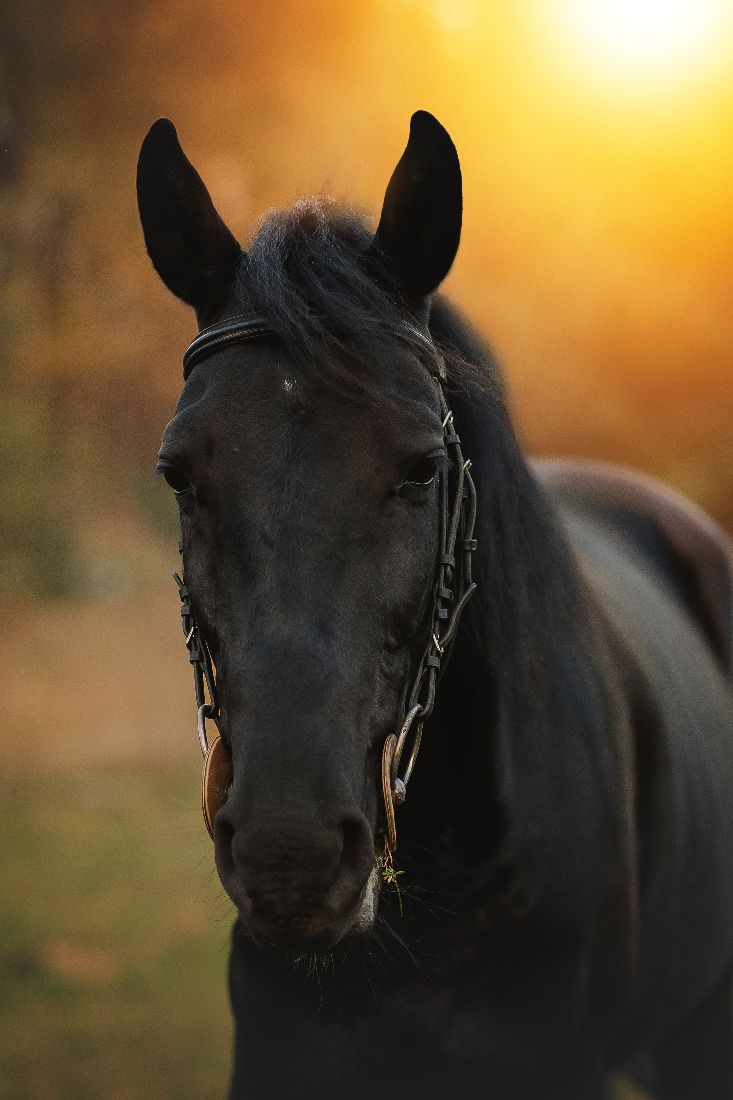 Дени — 23.09.2025. Фотограф — Анималист | Анна Абрамова