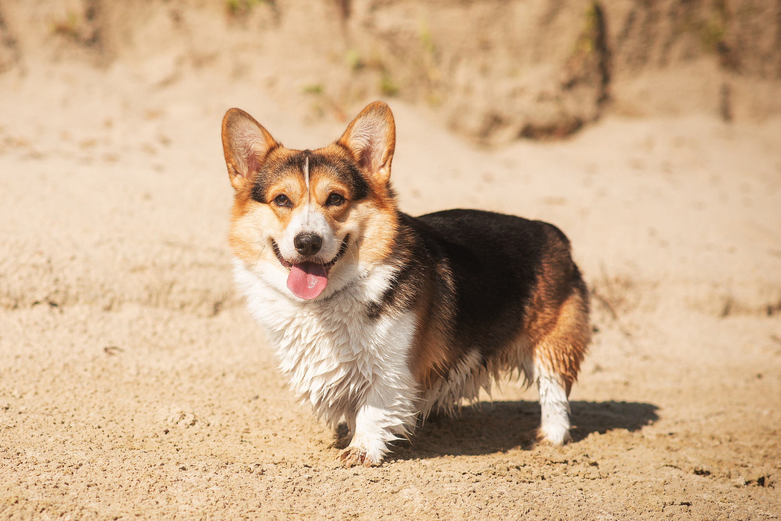 Майк и Лея — 29.08.2024. Фотограф — Анималист | Анна Абрамова
