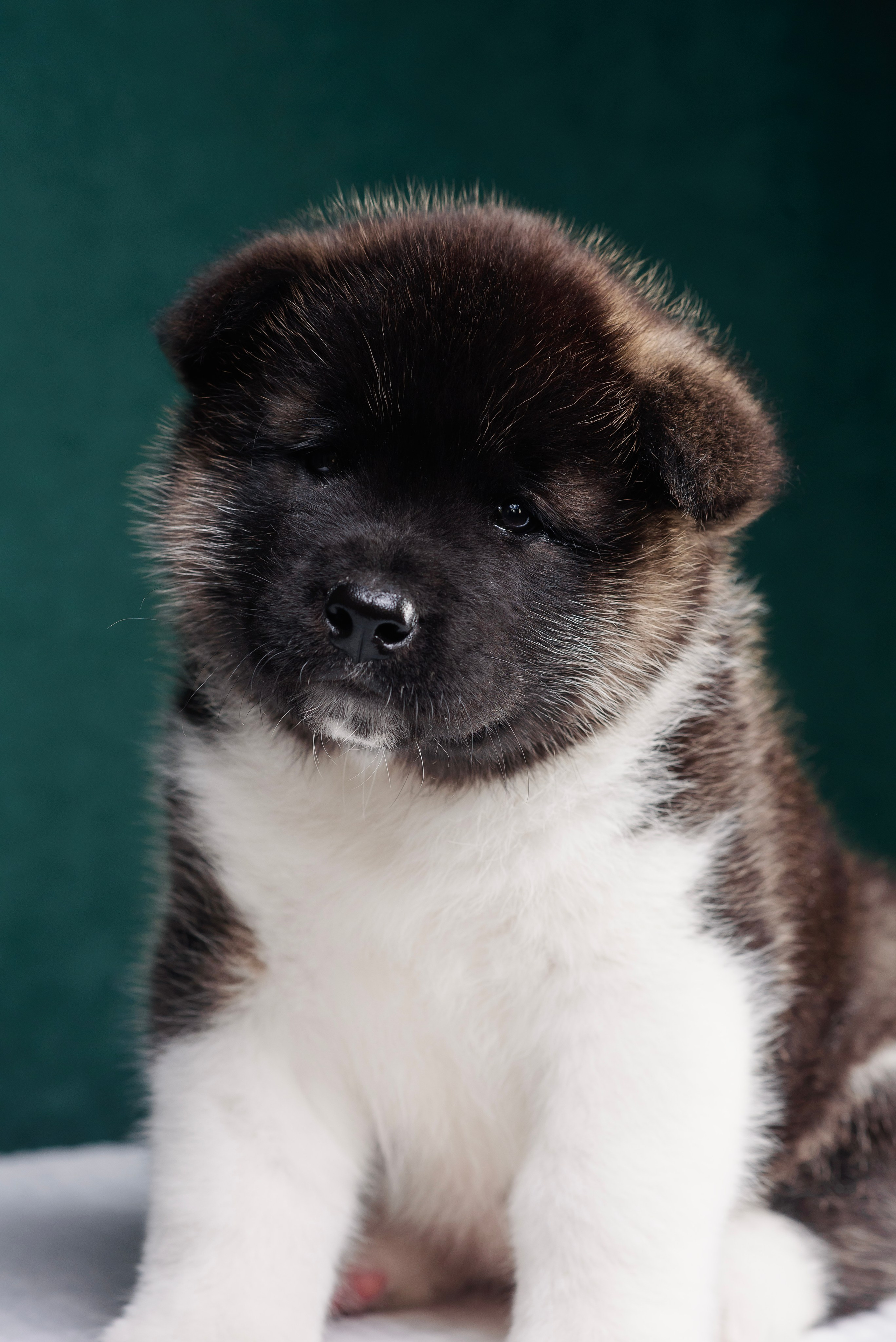 Щенки Американской Акиты. Фотограф — Анималист | Анна Абрамова