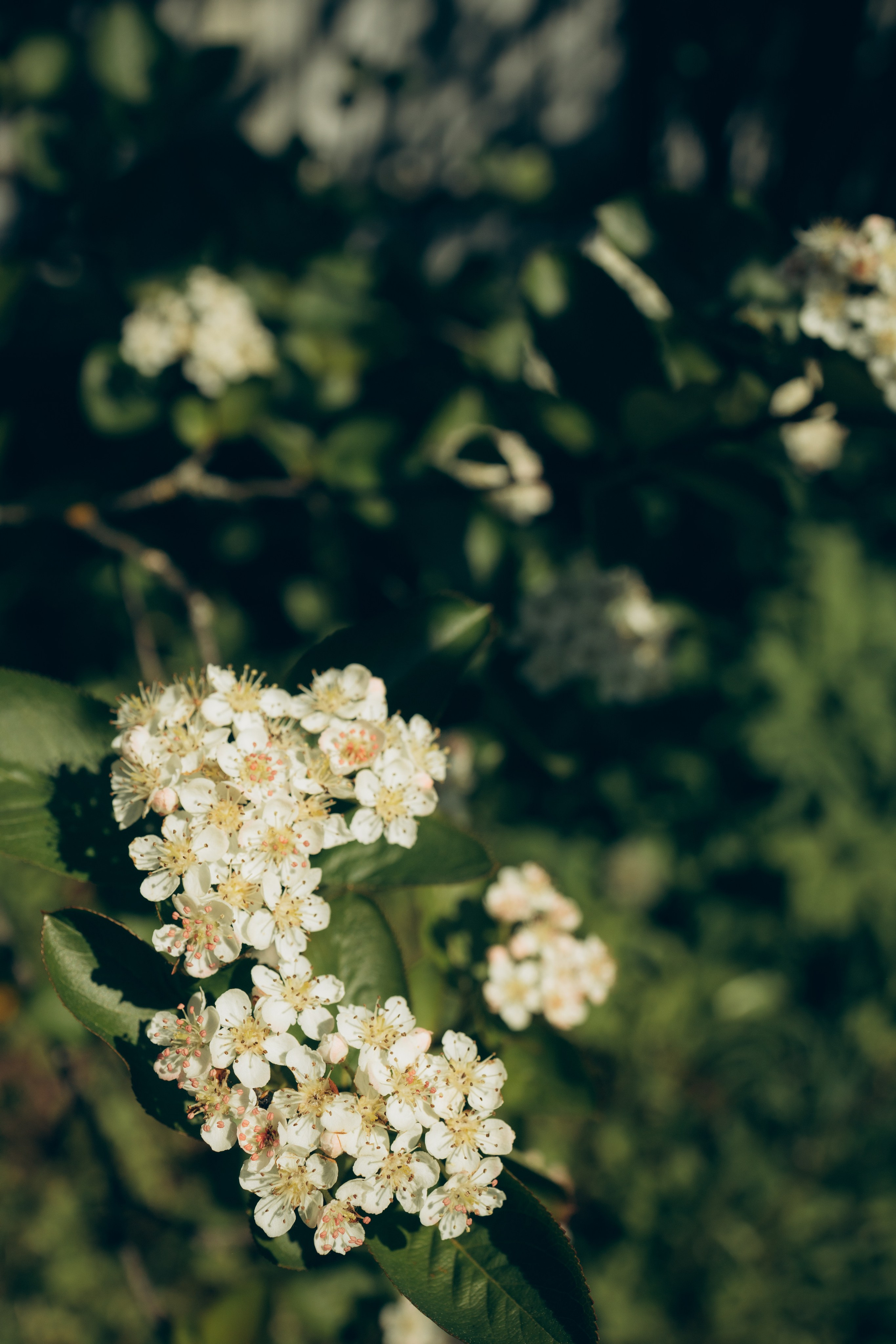 Istra. Женский фотограф Истра