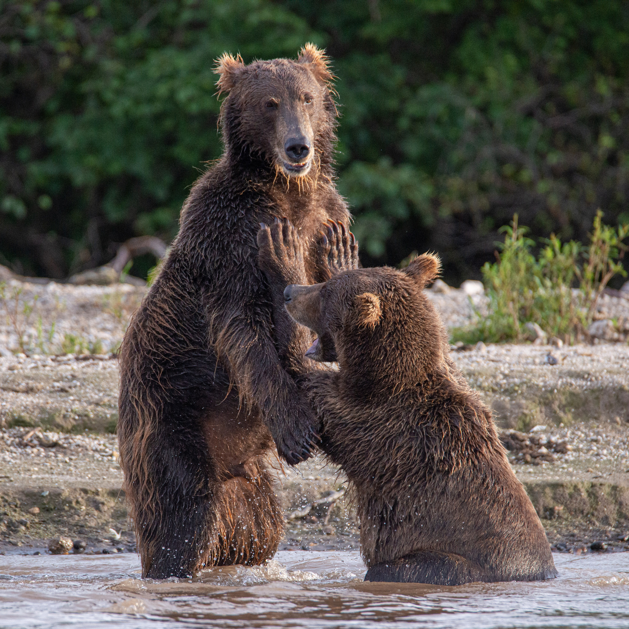 Камчатка — земля медведей. Игорь Иванко — Репортажный и событийный фотограф. Москва