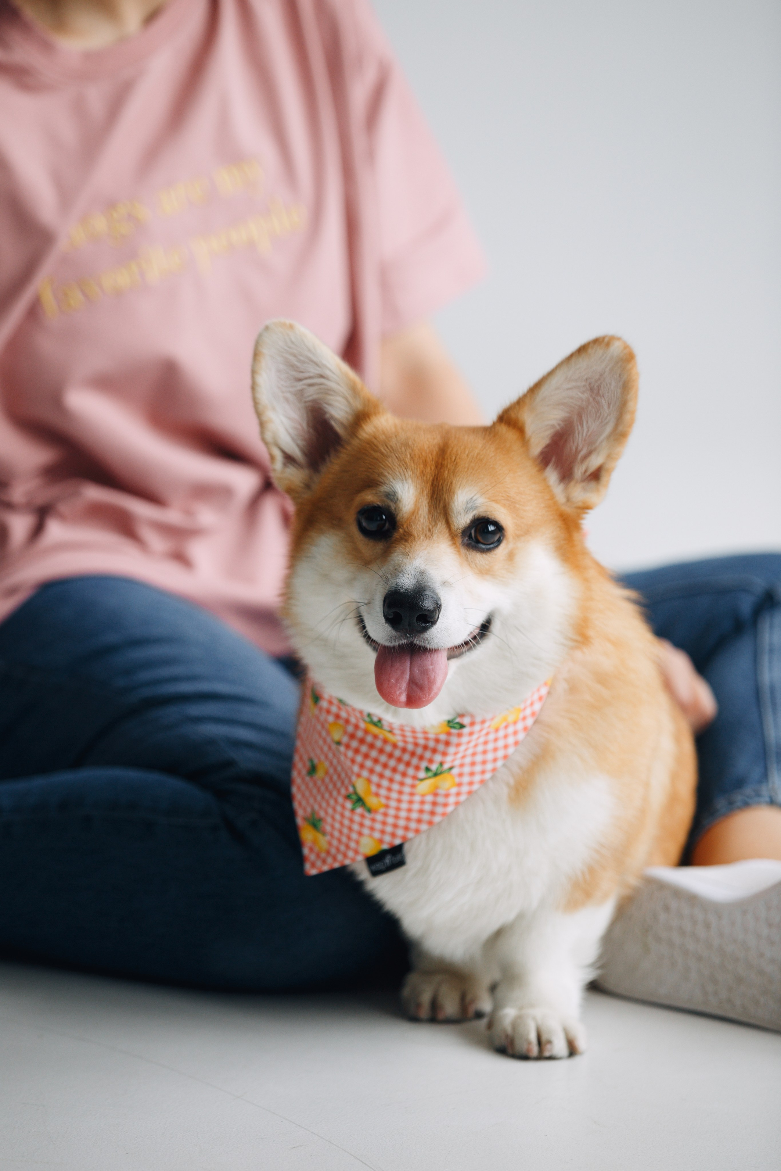 Wag'n'tails аксессуары для животных. Фотограф анималист Кристина Карпова, Москва