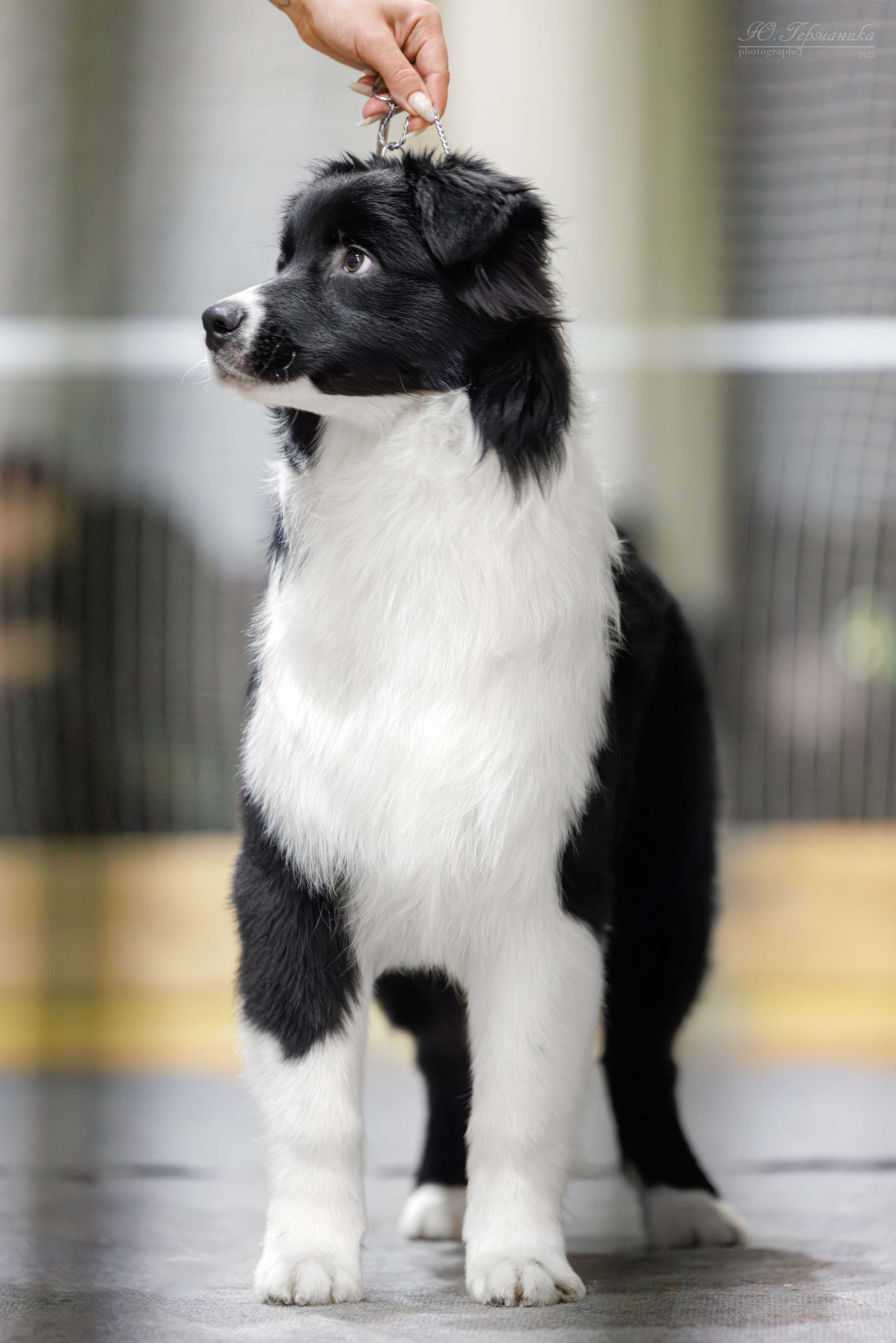 Тверь 21.12.2025. Фотограф-анималист Юлия Германика