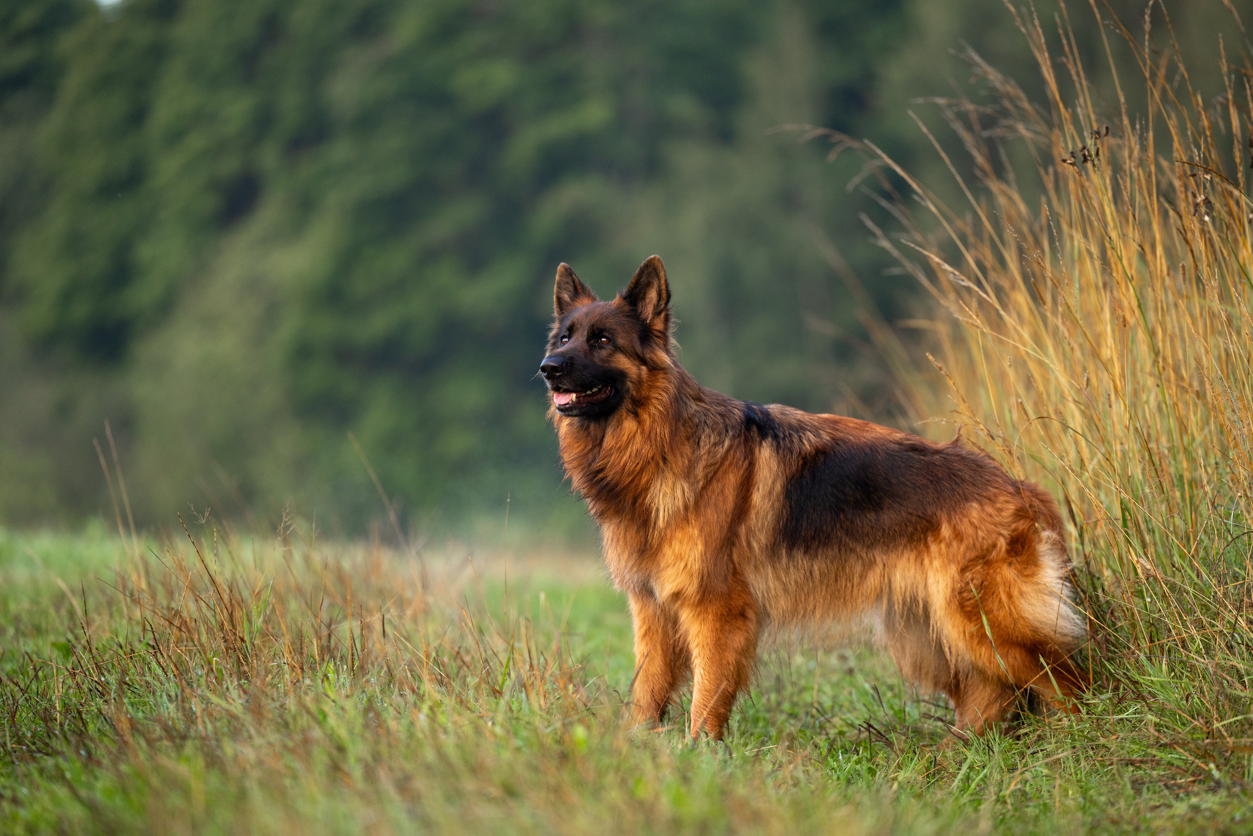 Немецкие овчарки Кетчер и Роскошь. Фотограф-анималист Natalia Deingel | Фотосъемка собак в Москве