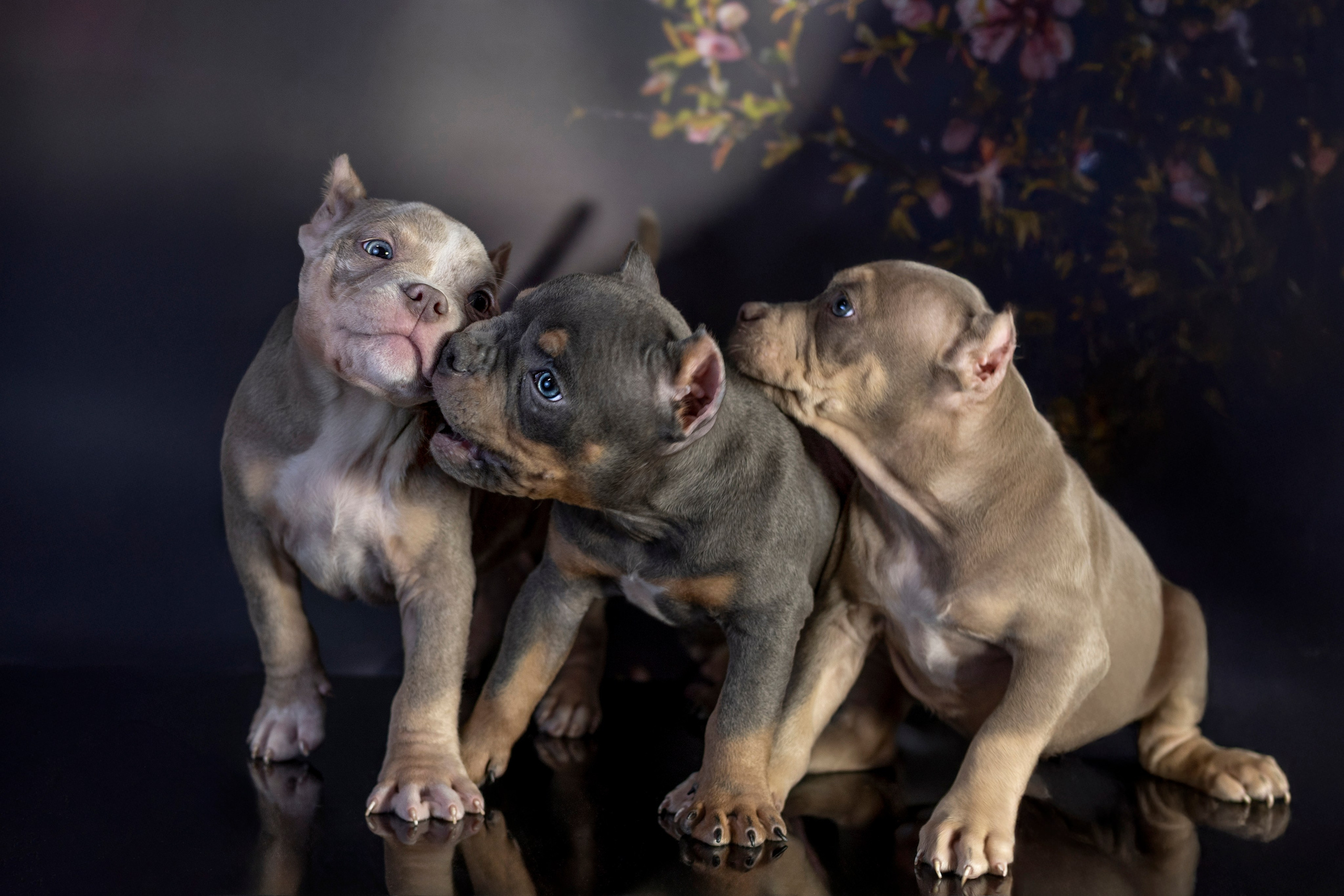 Щенки Булли. Фотограф анималист в Санкт-Петербурге Таша Крейв