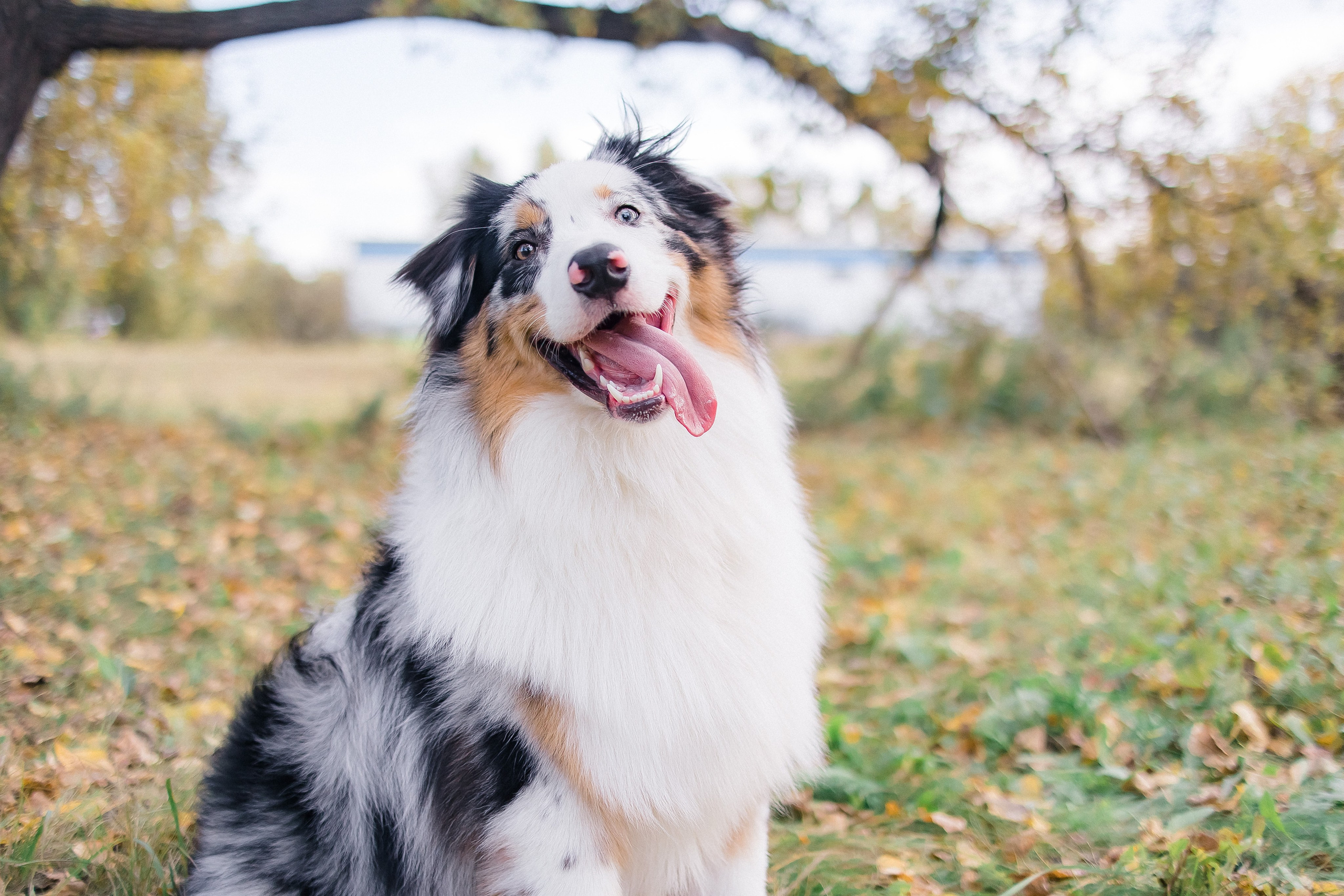 Аусси Дэймон. Свадебный и женский фотограф