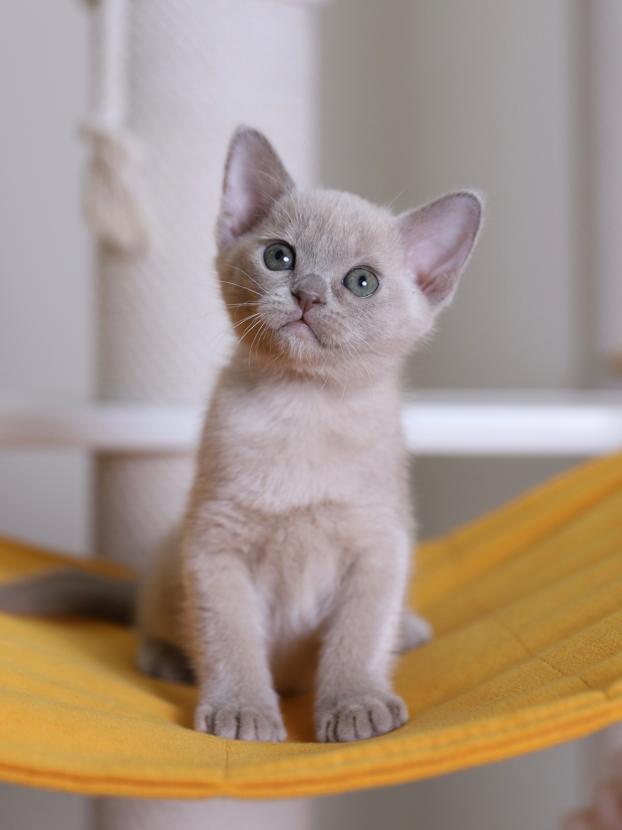 В. Cash. Cattery “Bouncy Life”