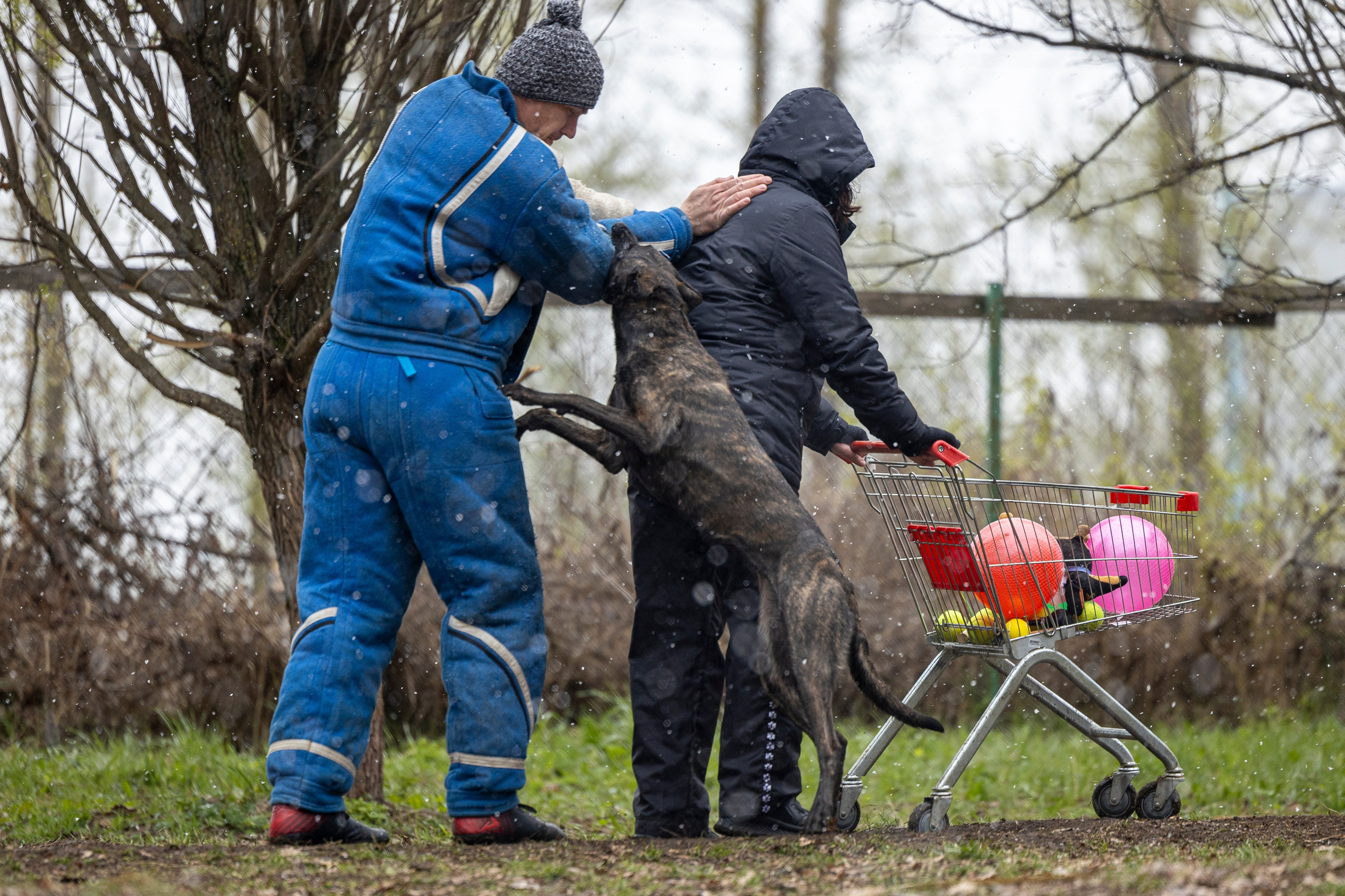 Квалификационные состязания по мондьорингу г. Вологда 11.05.24. Фотограф-анималист Анна Маринич