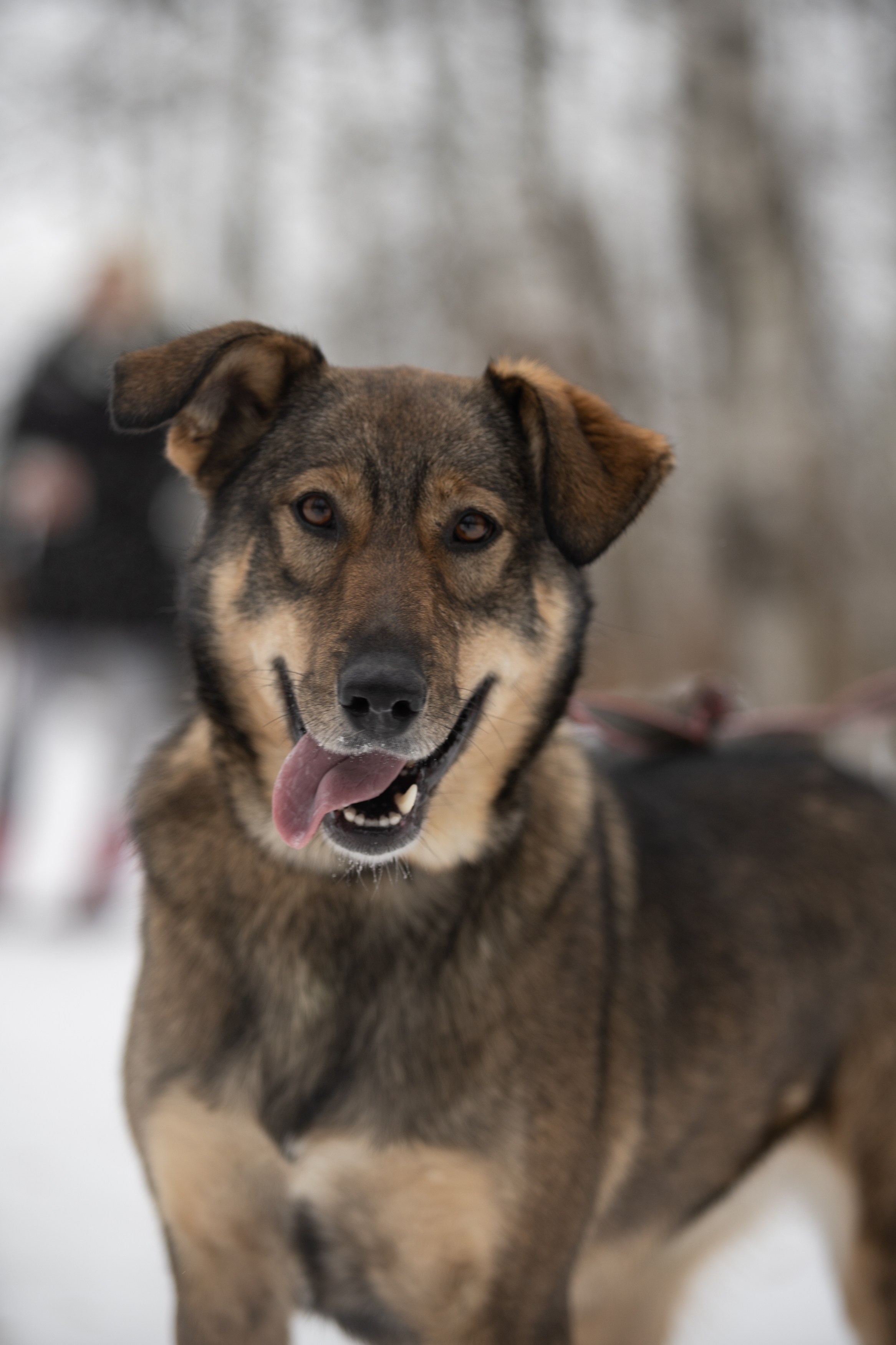 Анималистика. Фотограф в Москве — Георгий Чернышов