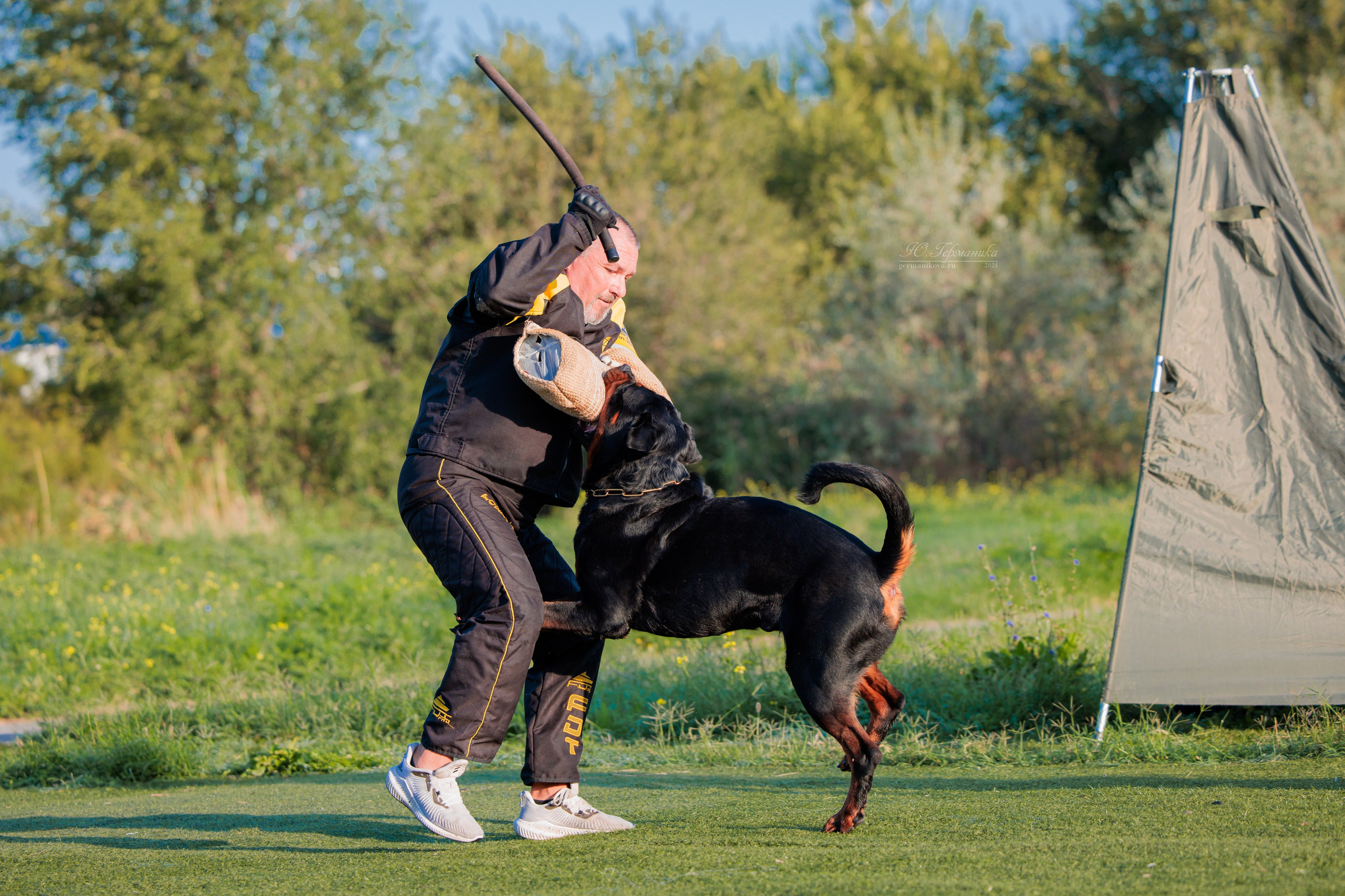 Анапа ротвейлеры 14-15.09.2024. Фотограф-анималист Юлия Германика