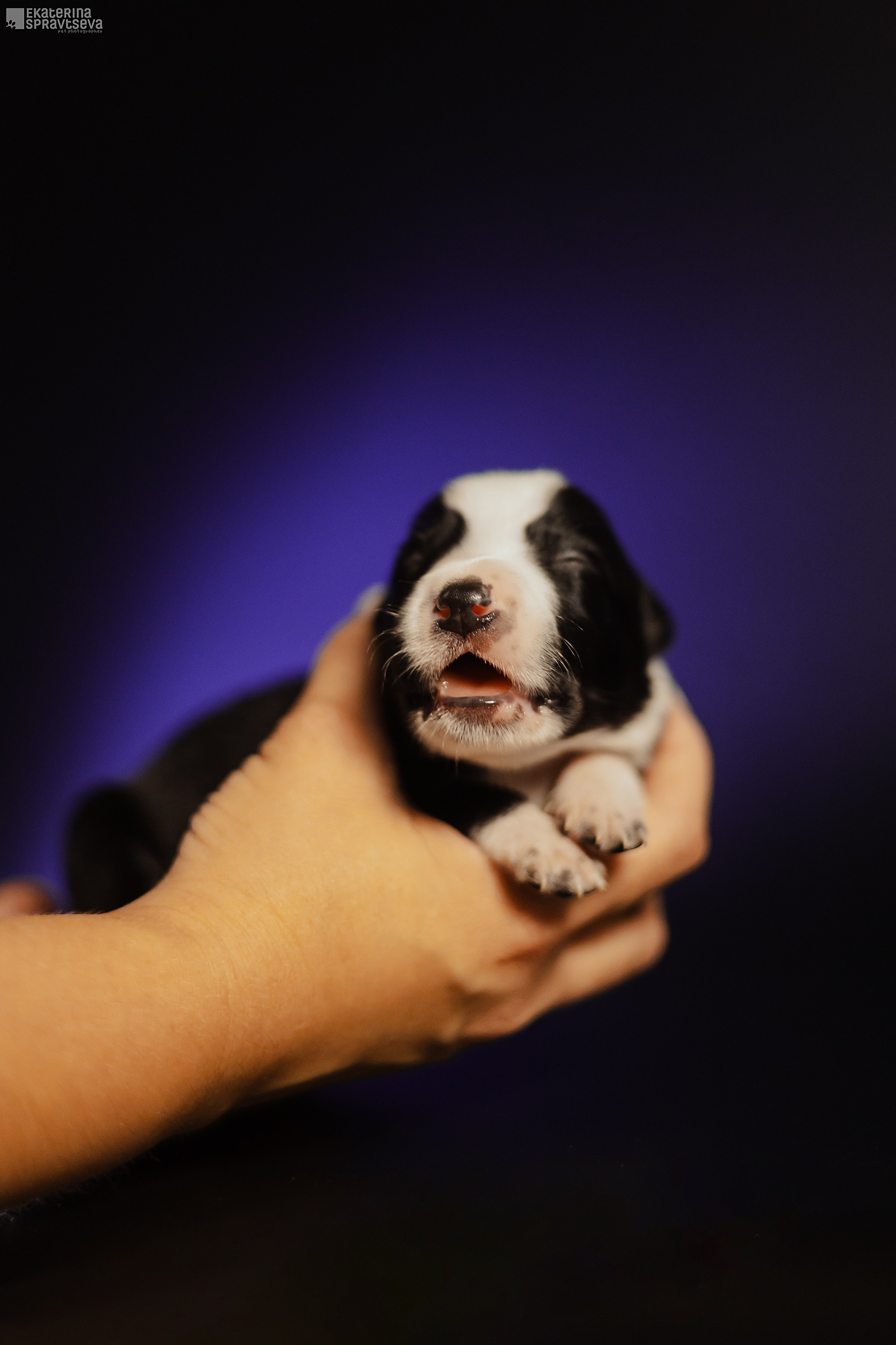 Екатерина Справцева фотограф анималист - портфолио фото. Фотограф Анималист Екатерина Справцева в Нижнем Новгороде