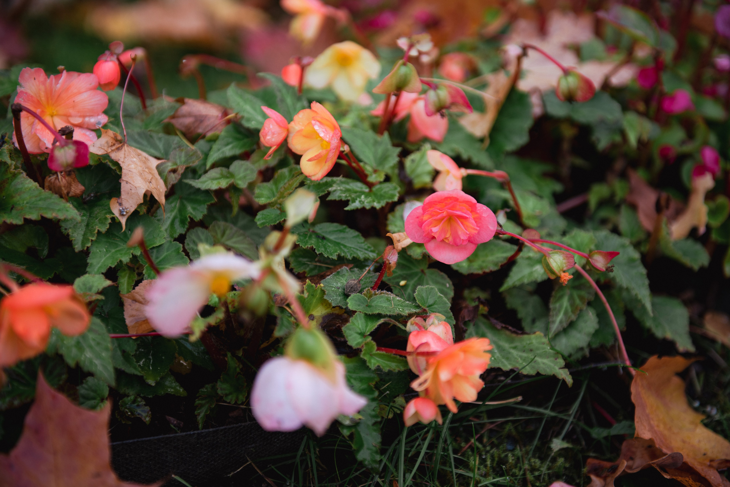 Осень. Портретный и архитектурный фотограф в Москве и Санкт-Петербурге