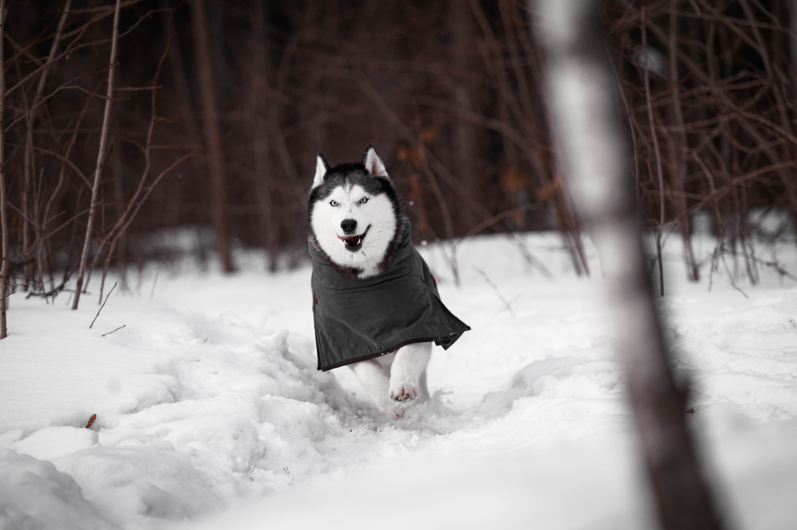 Шанель. Фотограф-анималист