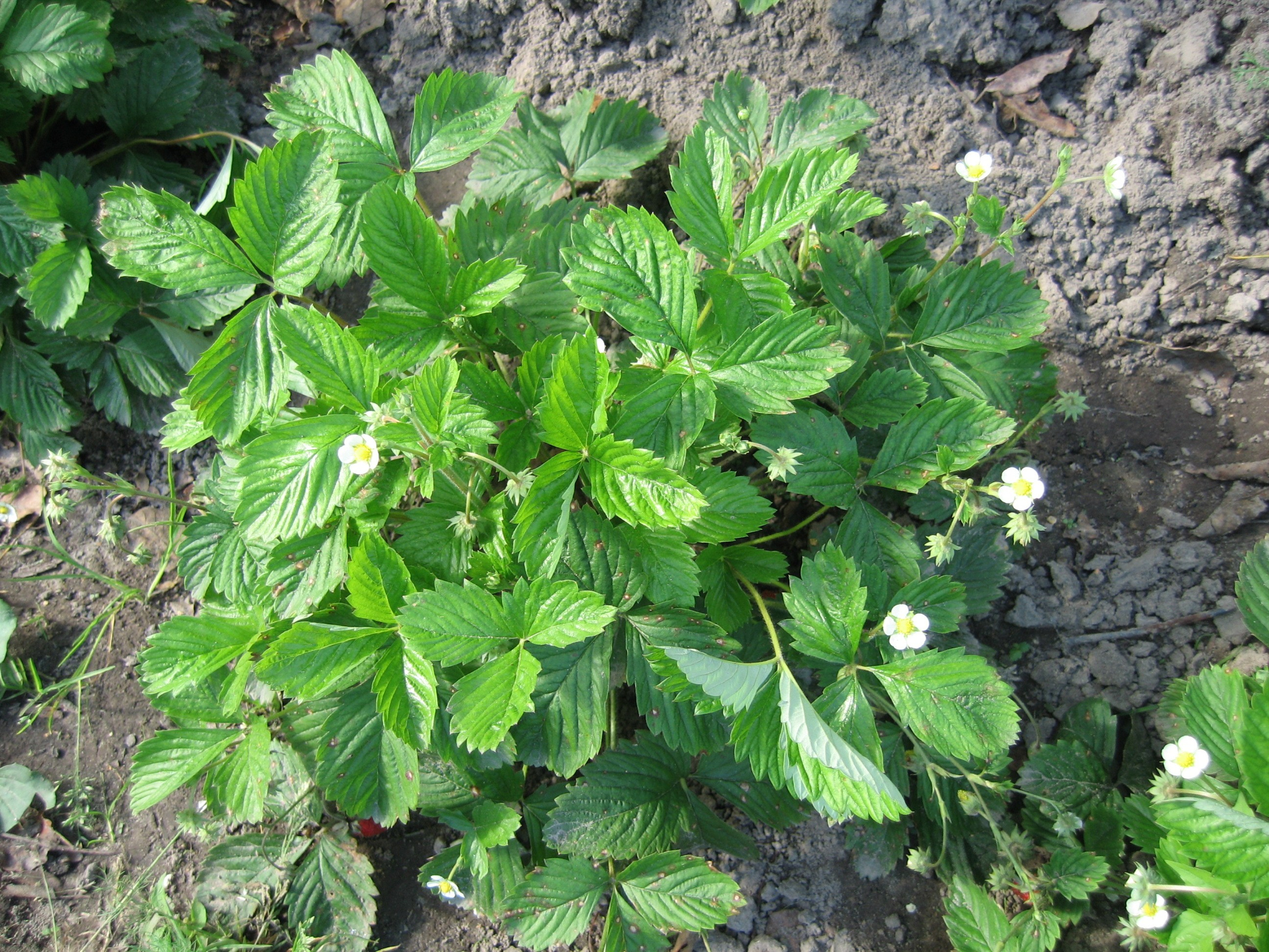 Цветущий куст клубники на грядке в огороде летом в солнечный день.