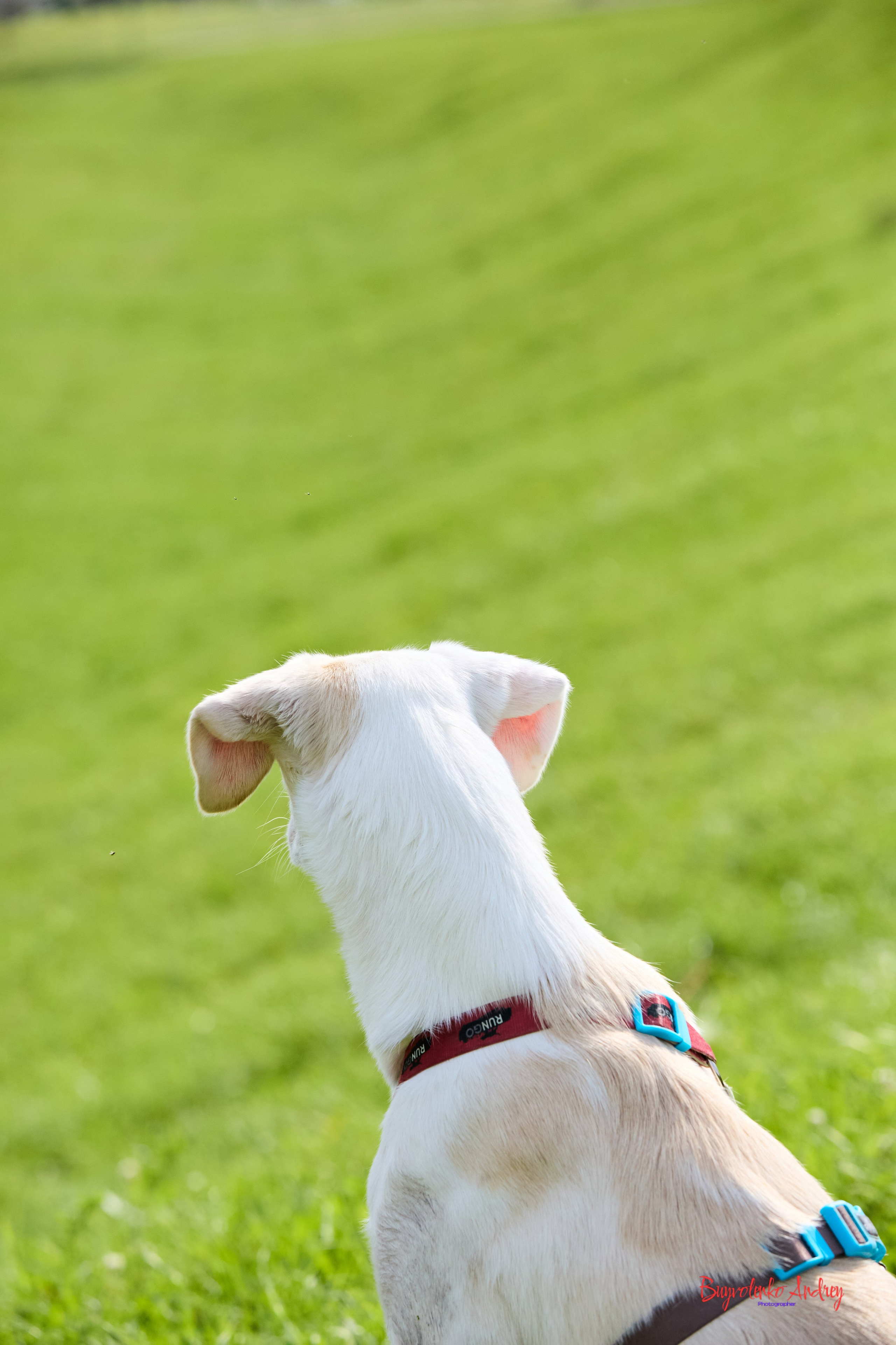 Проект фотопрогулка с хвостиком. Buyvolenko Andrey