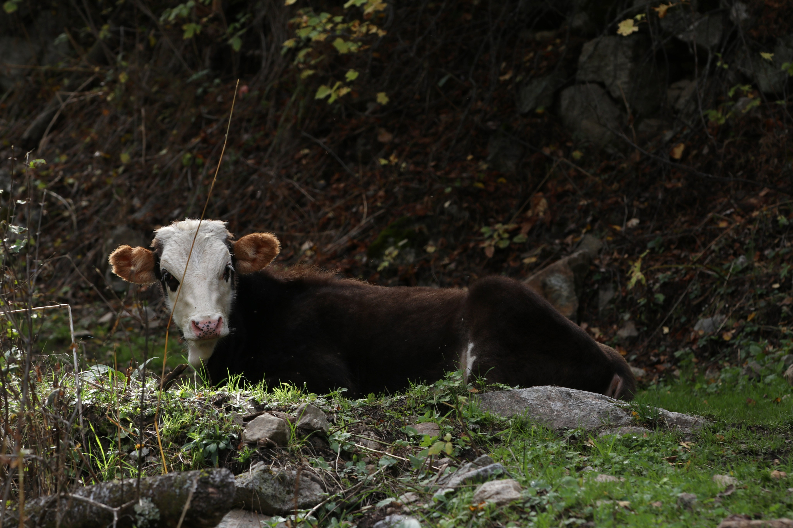 Приэльбрусье. Сентябрь 2024. Путешественник-фотограф из Санкт-Петербурга Татьяна Свистулина