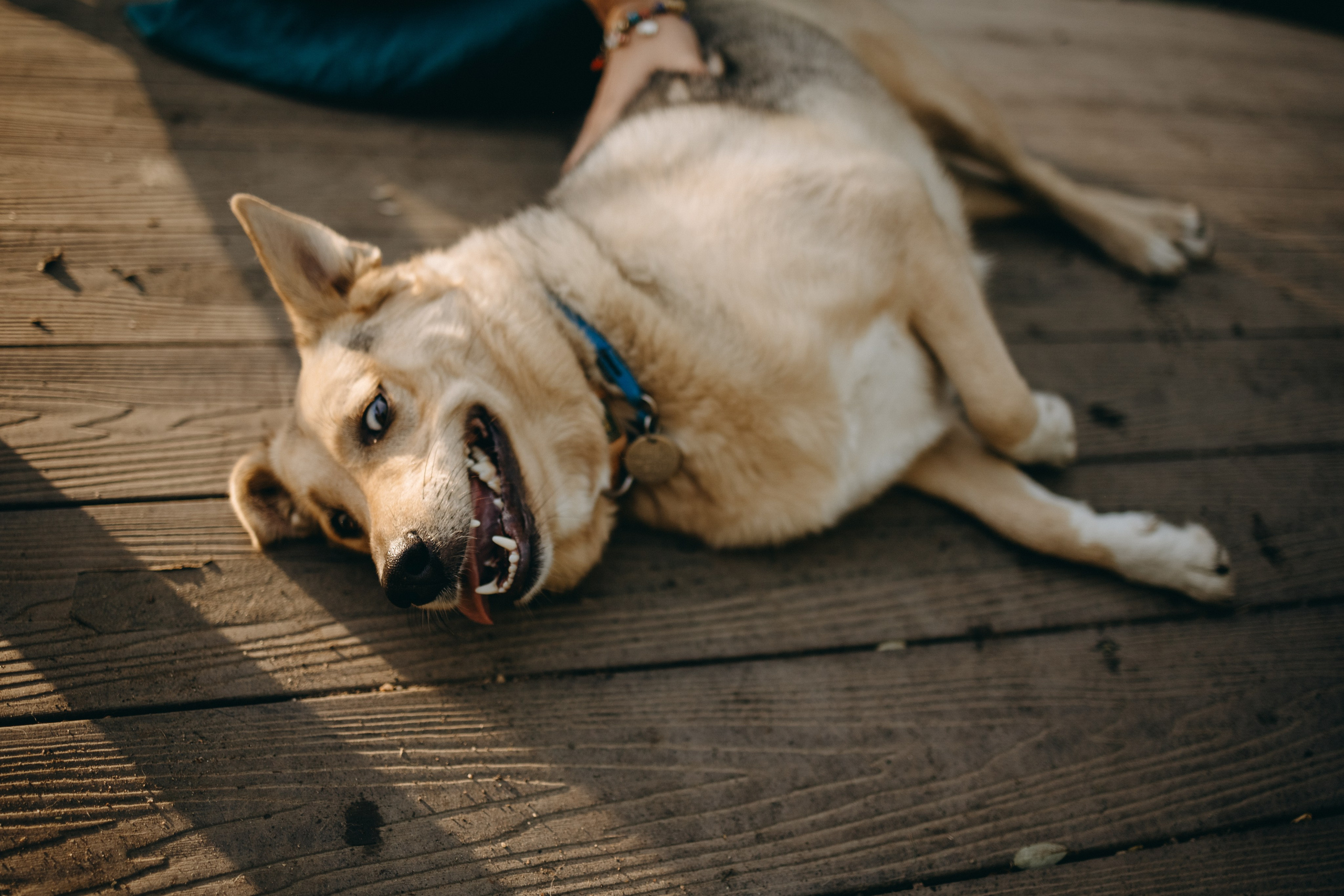 Татьяна, Сергей и их Булочка и Пончик. Фотограф — Анималист | Санкт-Петербург