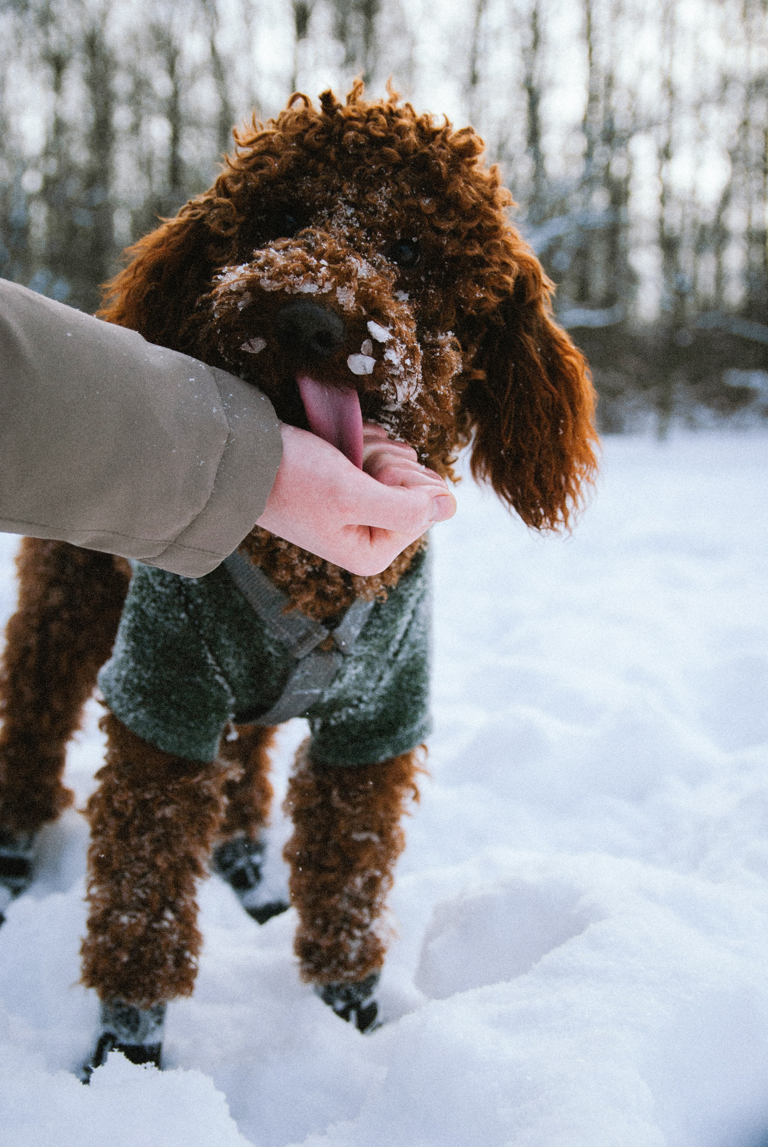 Зоопарк в моём багаже. Кошенкова Мария: портретный и репортажный фотограф. Санкт-Петербург