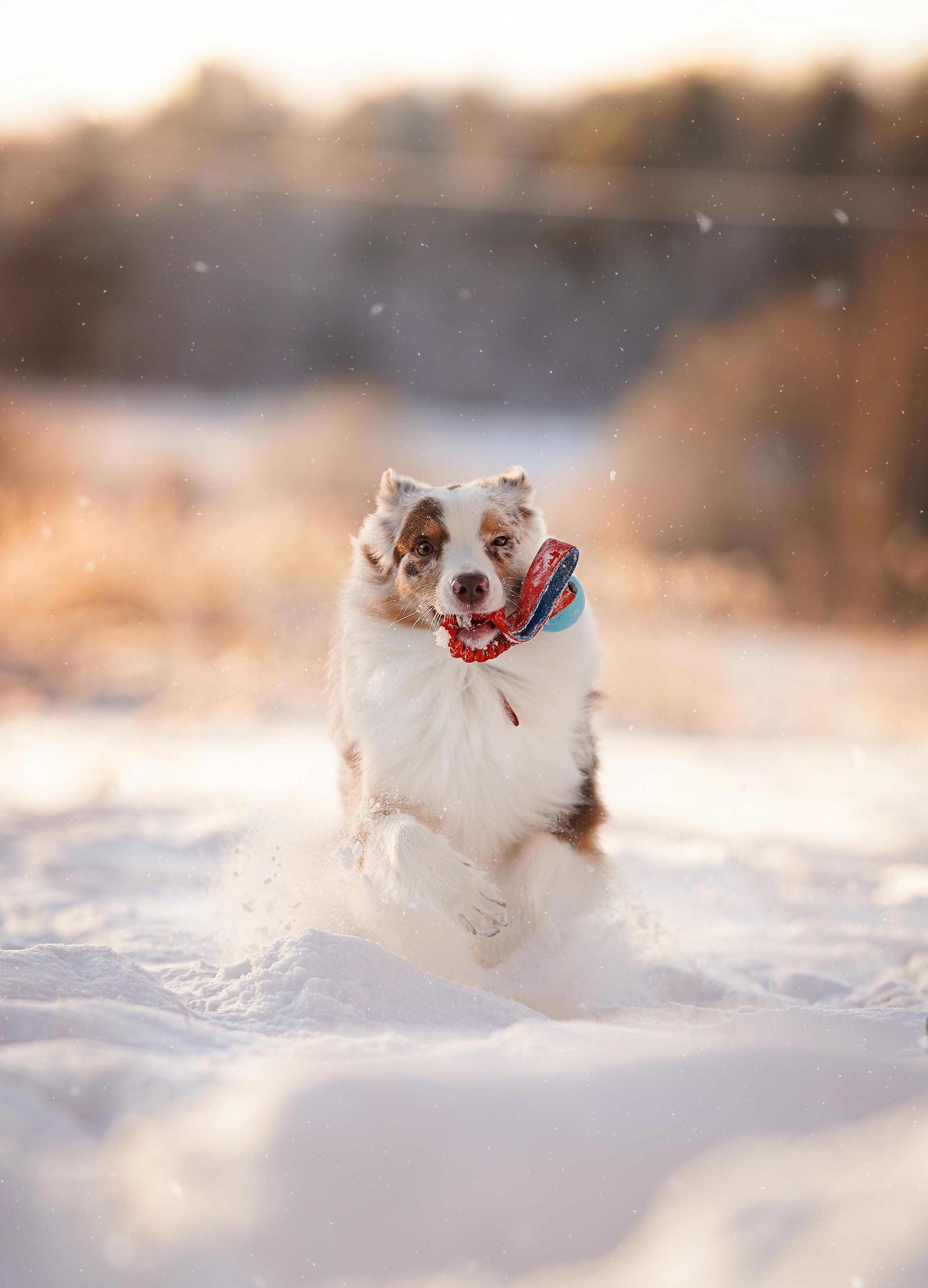 Панда и Юни Карелия. Фотограф-анималист в Санкт-Петербурге Яна Мартынова