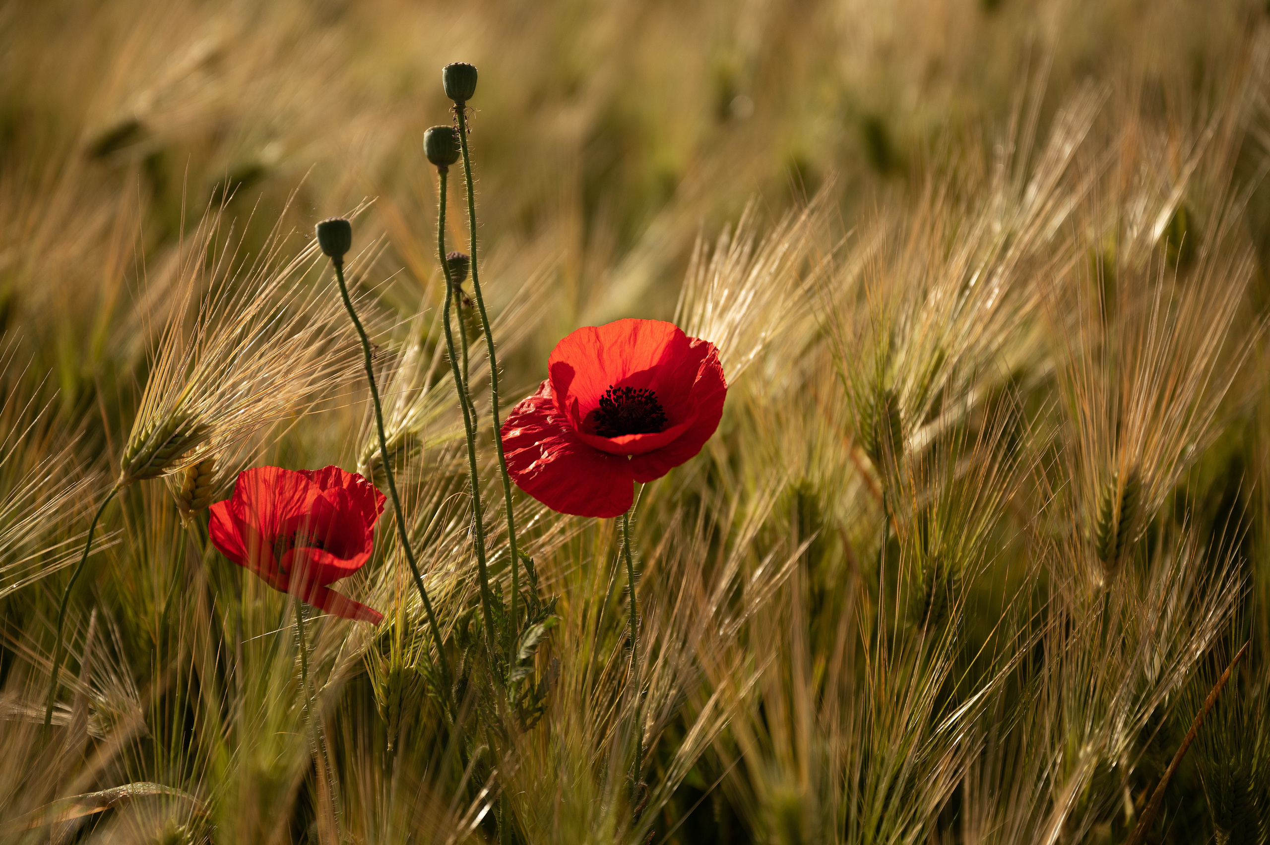 Крым. Портретный фотограф в Челябинске Катерина Руди