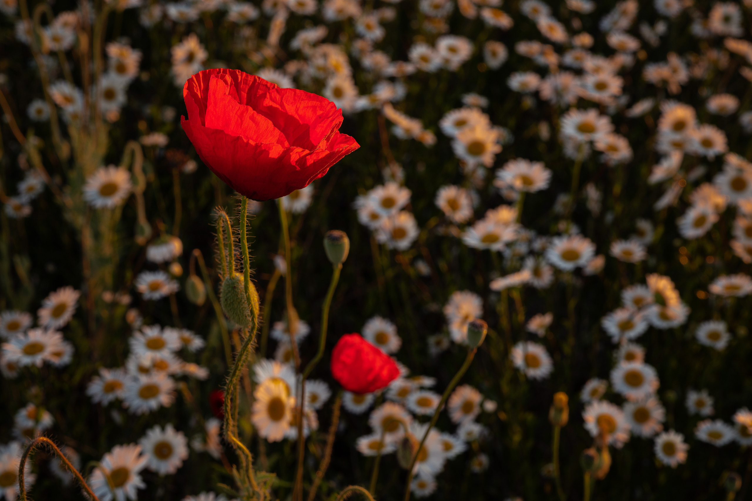 Крым. Портретный фотограф в Челябинске Катерина Руди