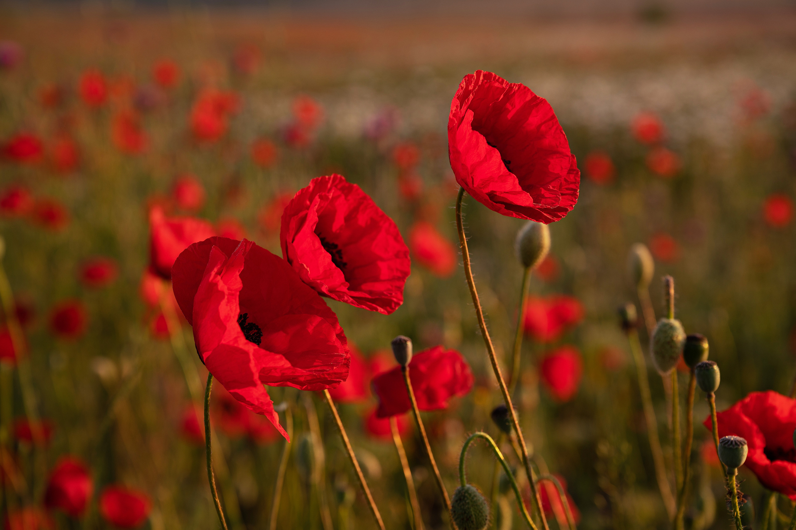 Крым. Портретный фотограф в Челябинске Катерина Руди