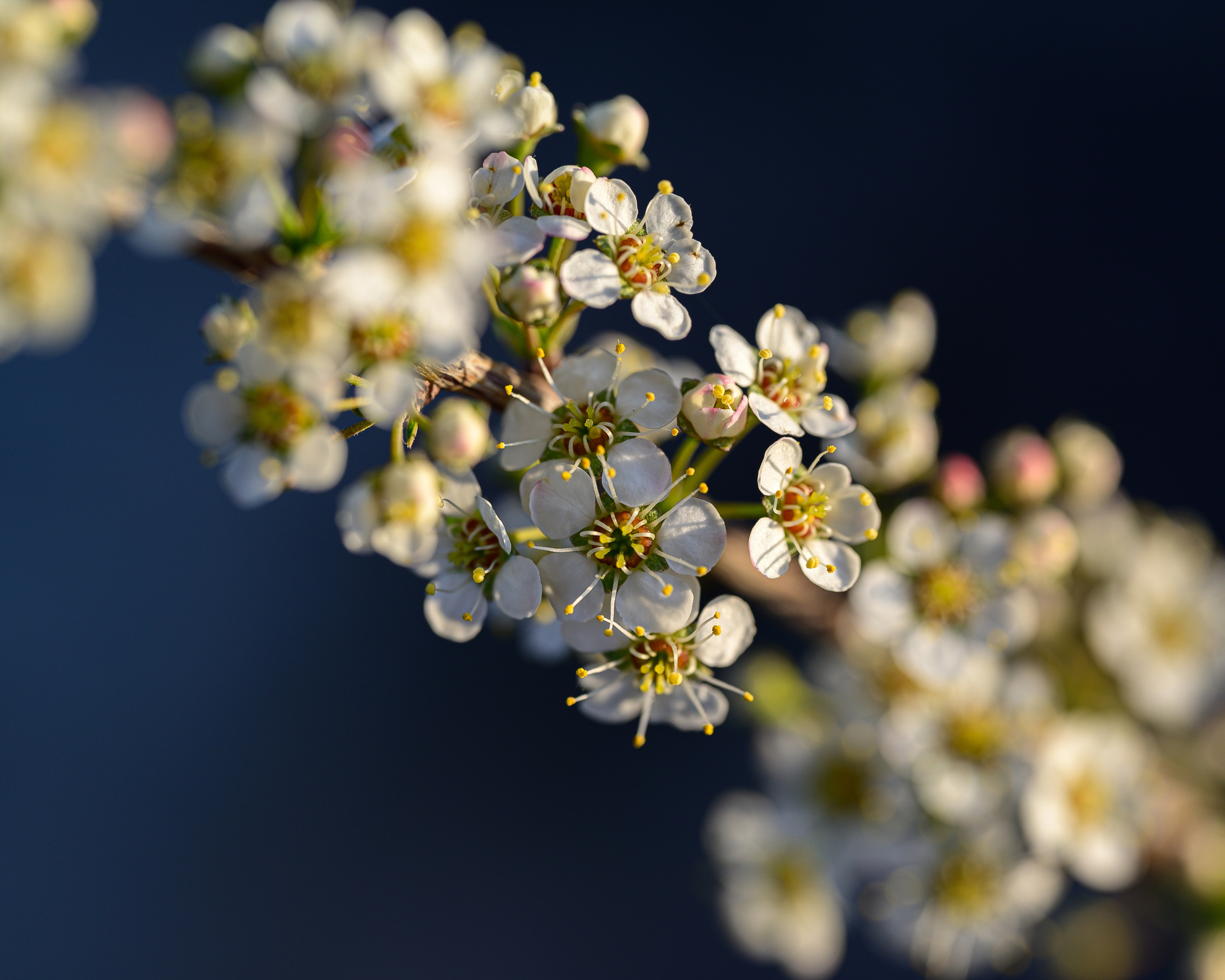 Дагестан. Портретный фотограф в Челябинске Катерина Руди