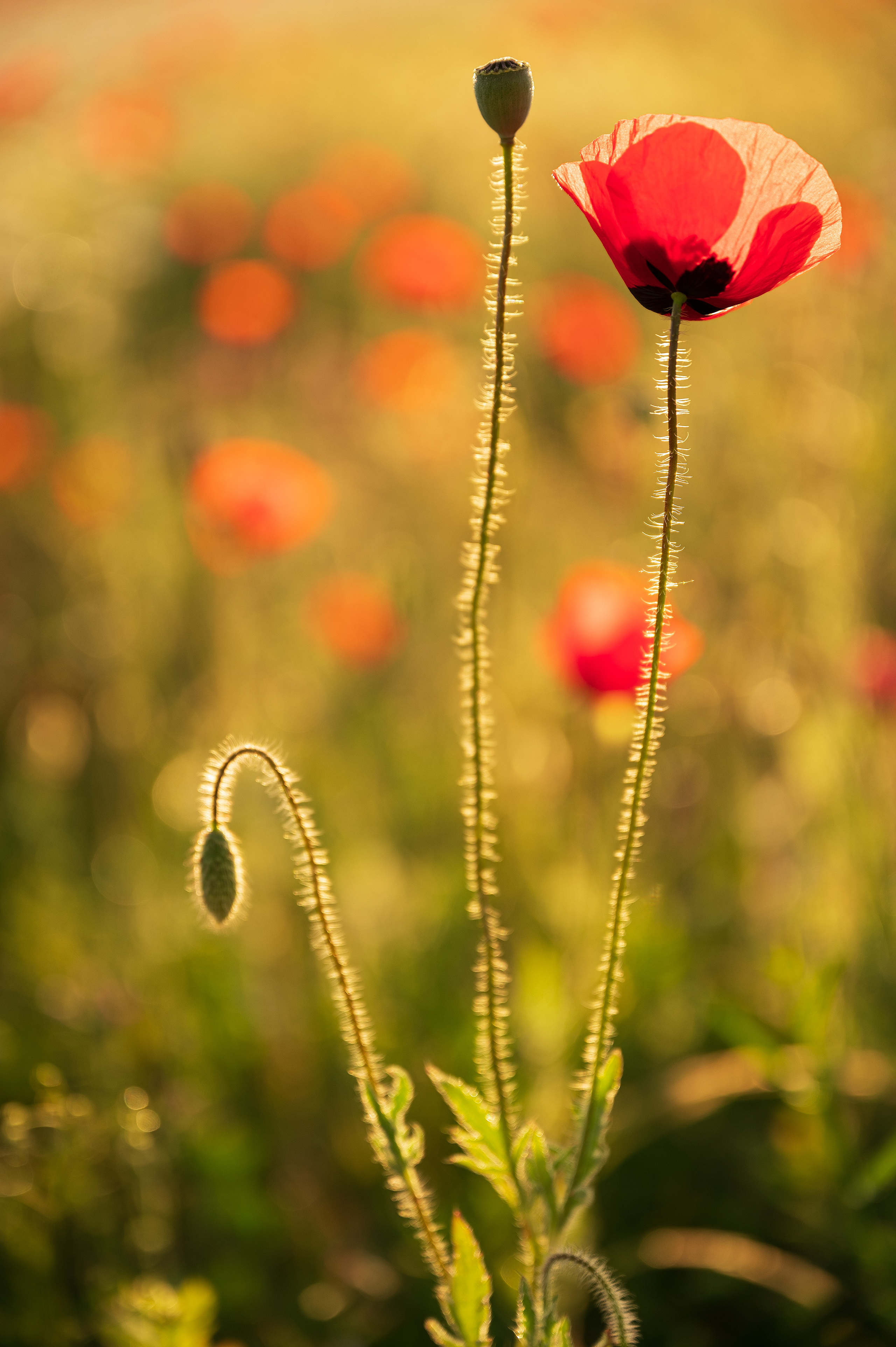 Крым. Портретный фотограф в Челябинске Катерина Руди