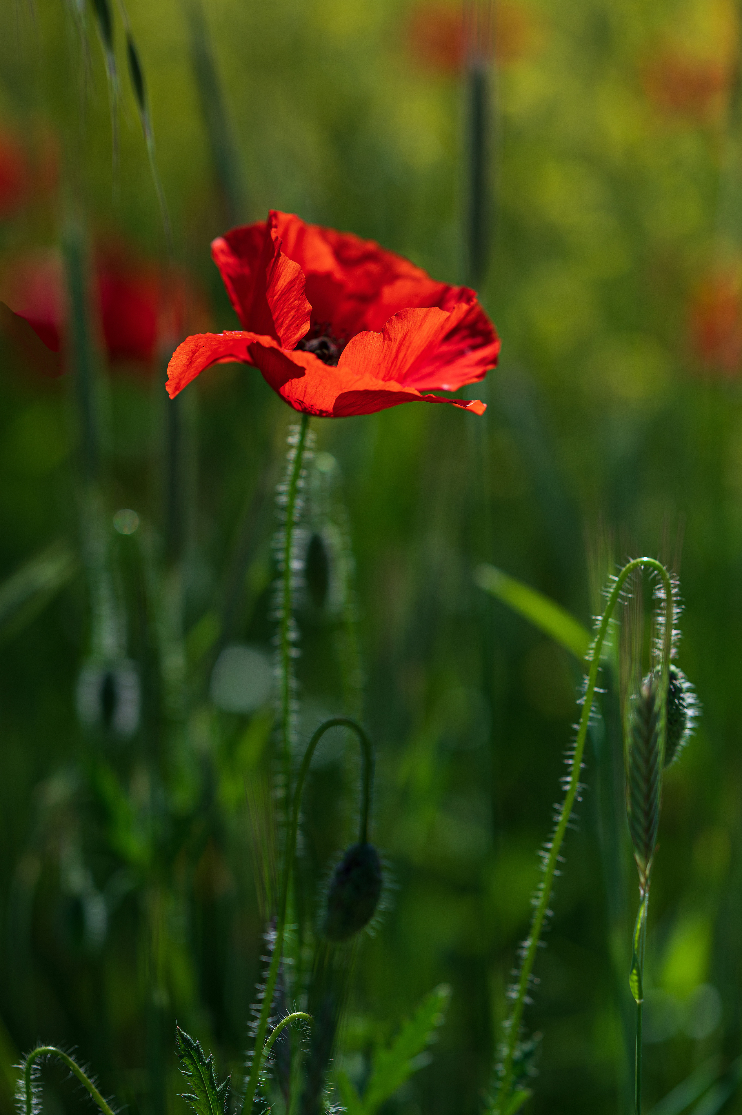 Крым. Портретный фотограф в Челябинске Катерина Руди