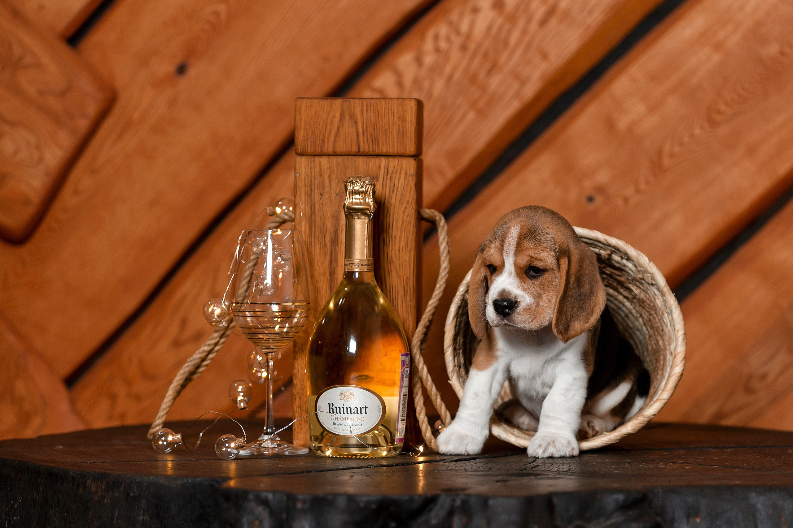 Фотосъёмка щенков. Фотограф-анималист в Краснодаре Маша Мельникова