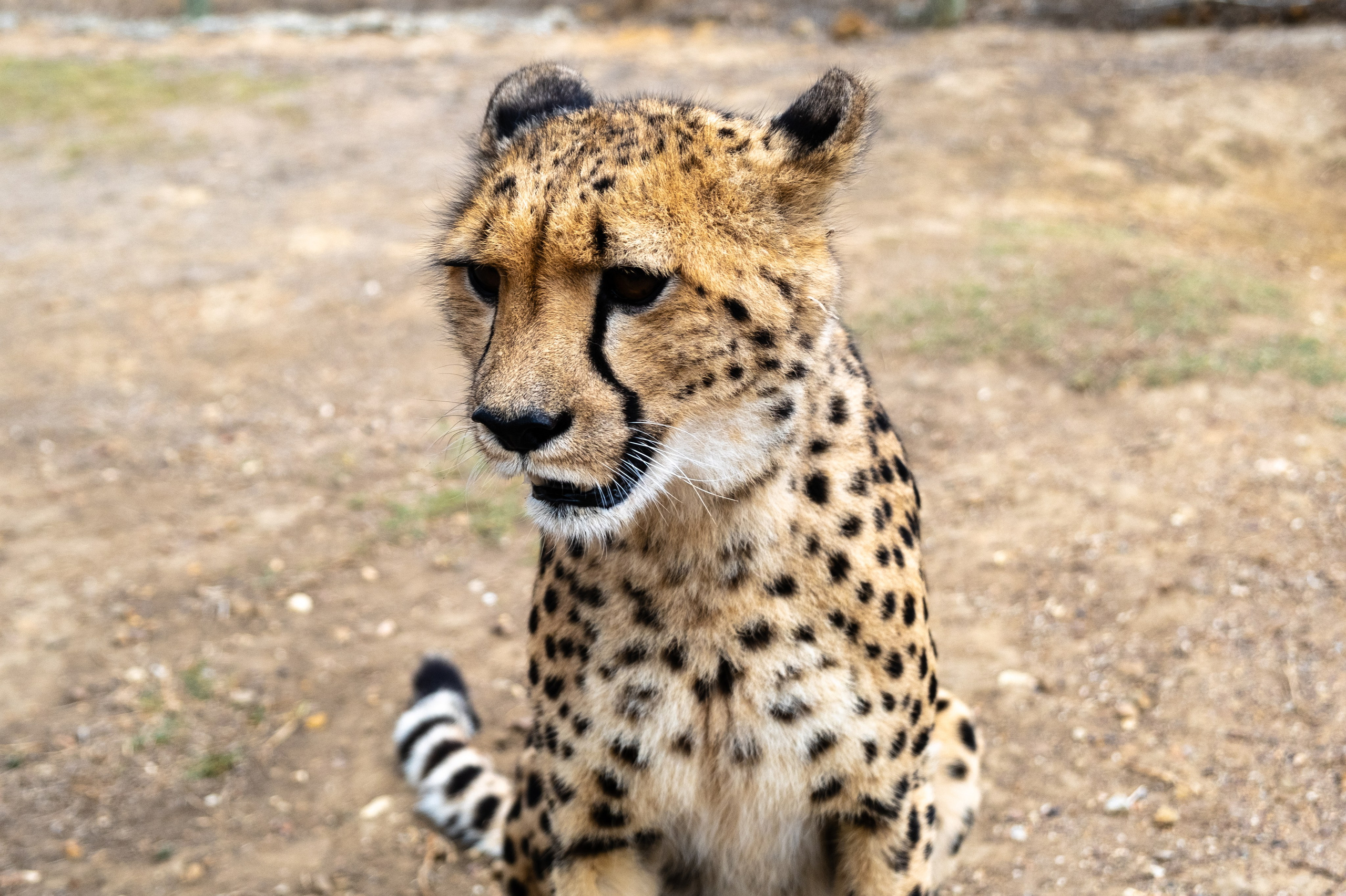 Пингвины и другие. Фотографии из путешествий