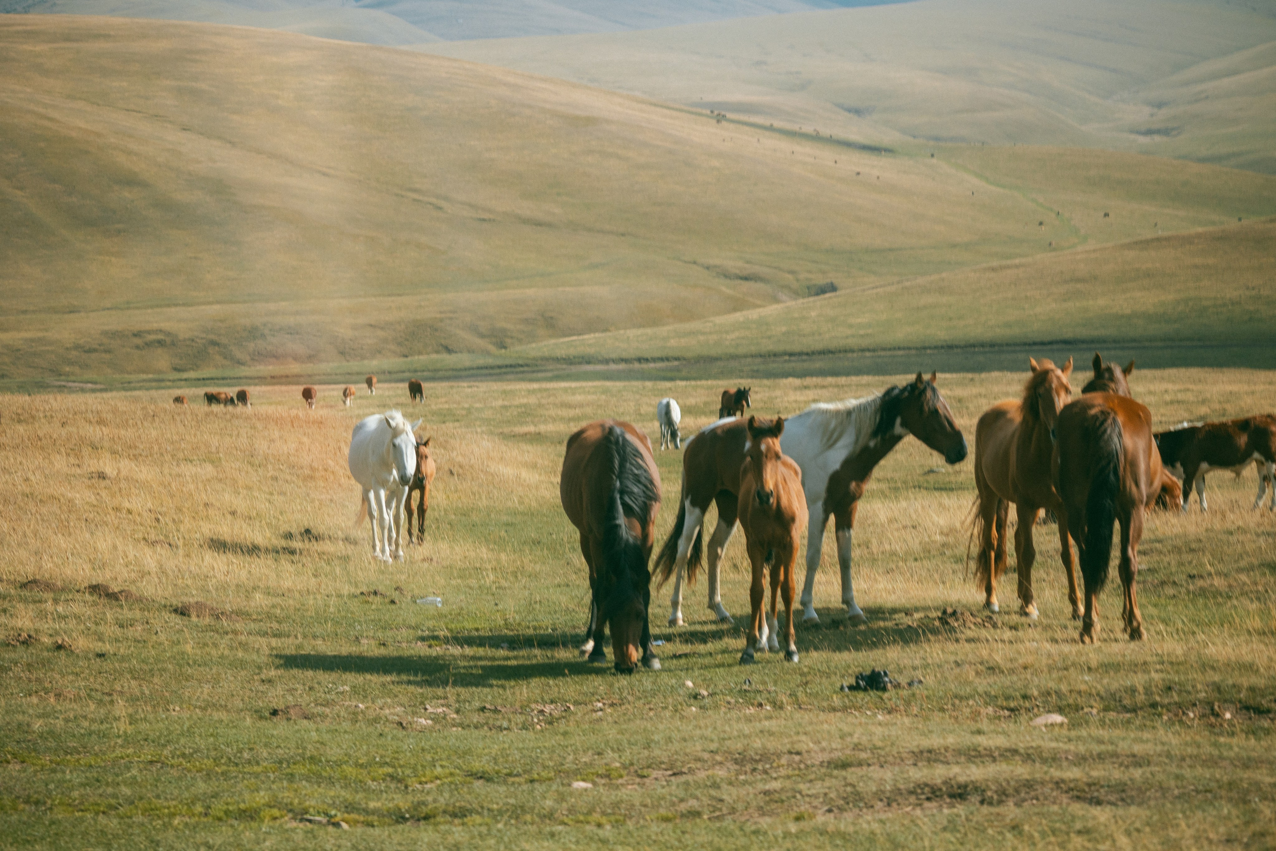 Поездка на плато Ассы и за пределами. Экскурсии и туры по Алматы