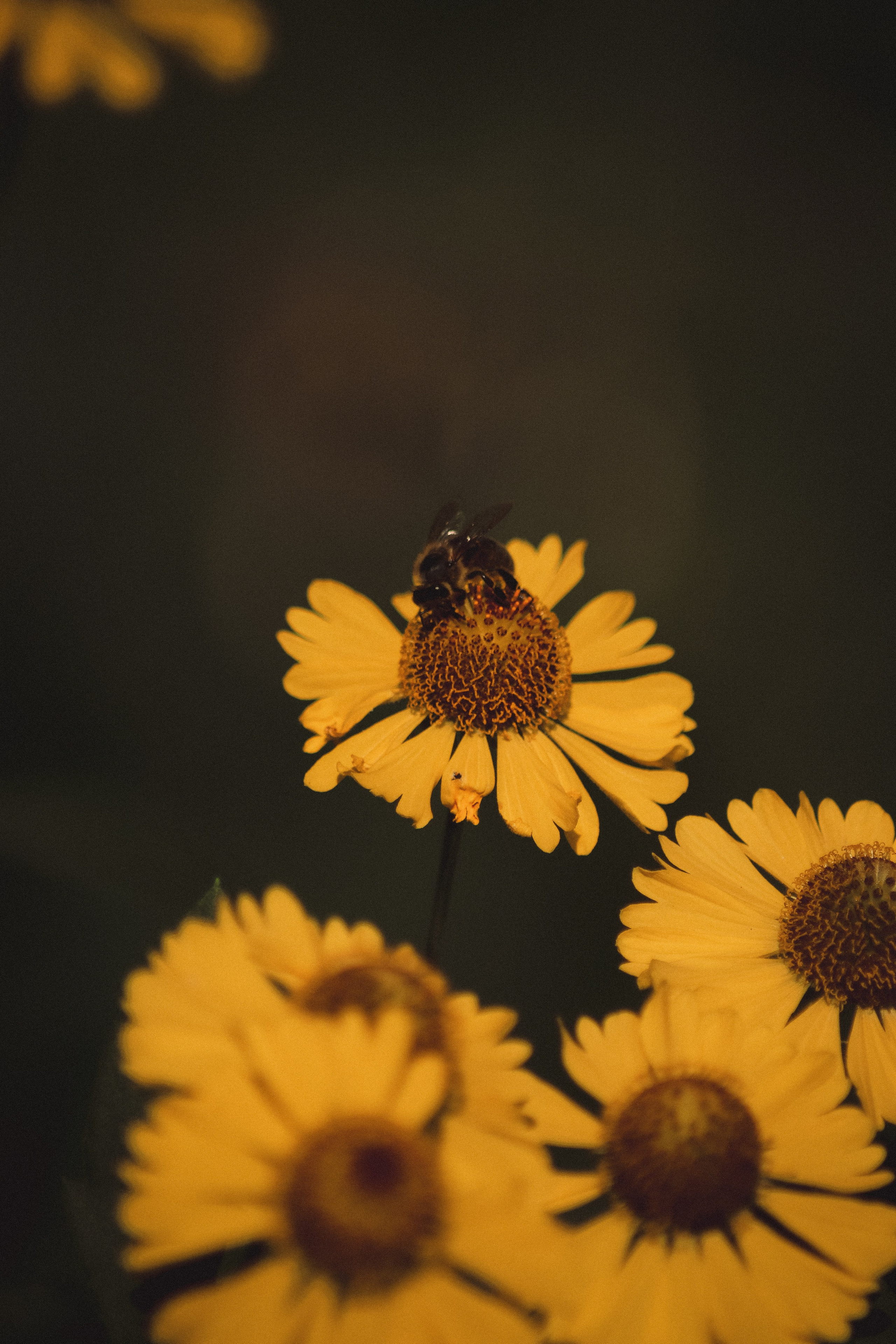 Р А С Т Е Н И Я. — Digital Noise —