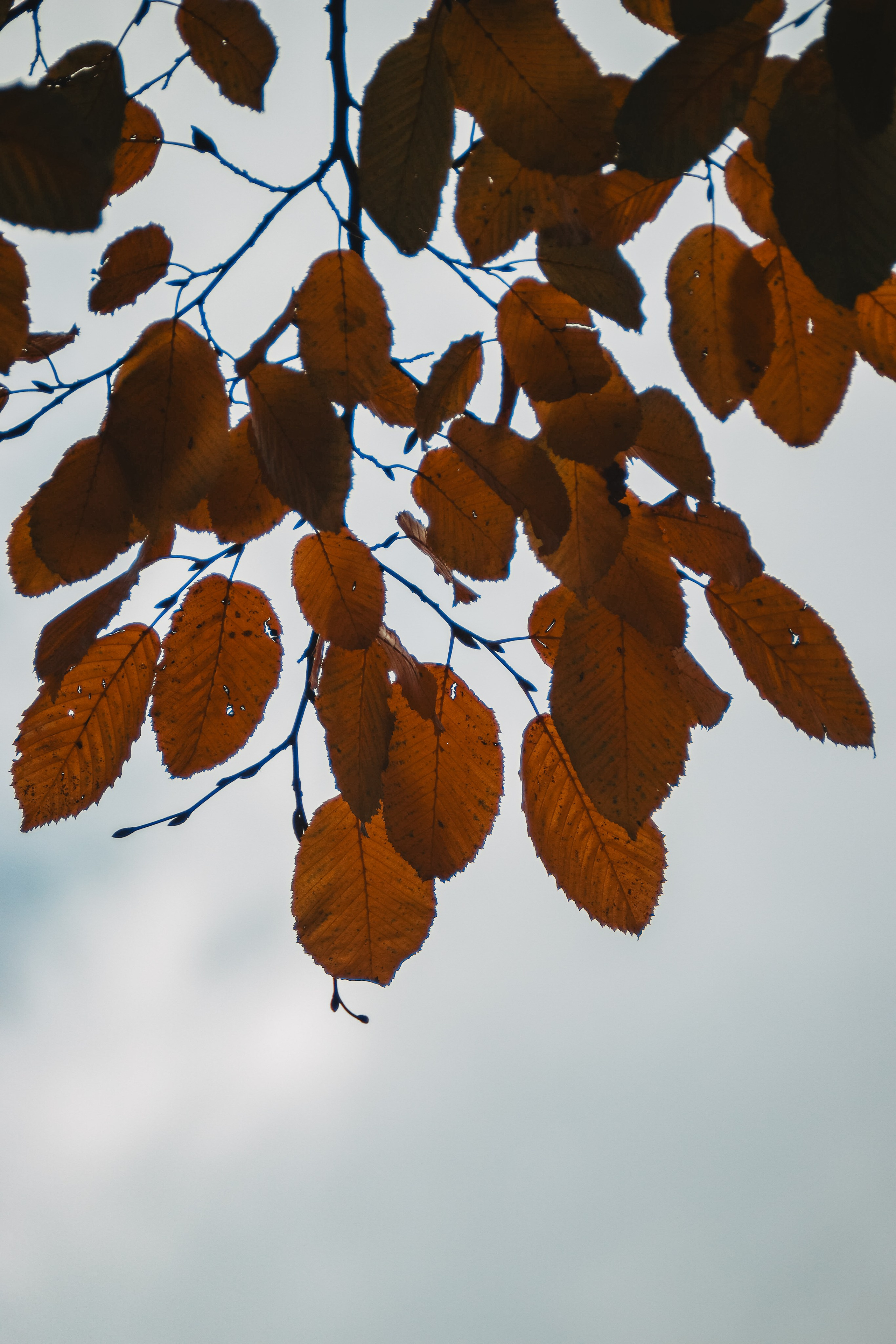 Ж Е Л Т Ы Й. — Digital Noise —