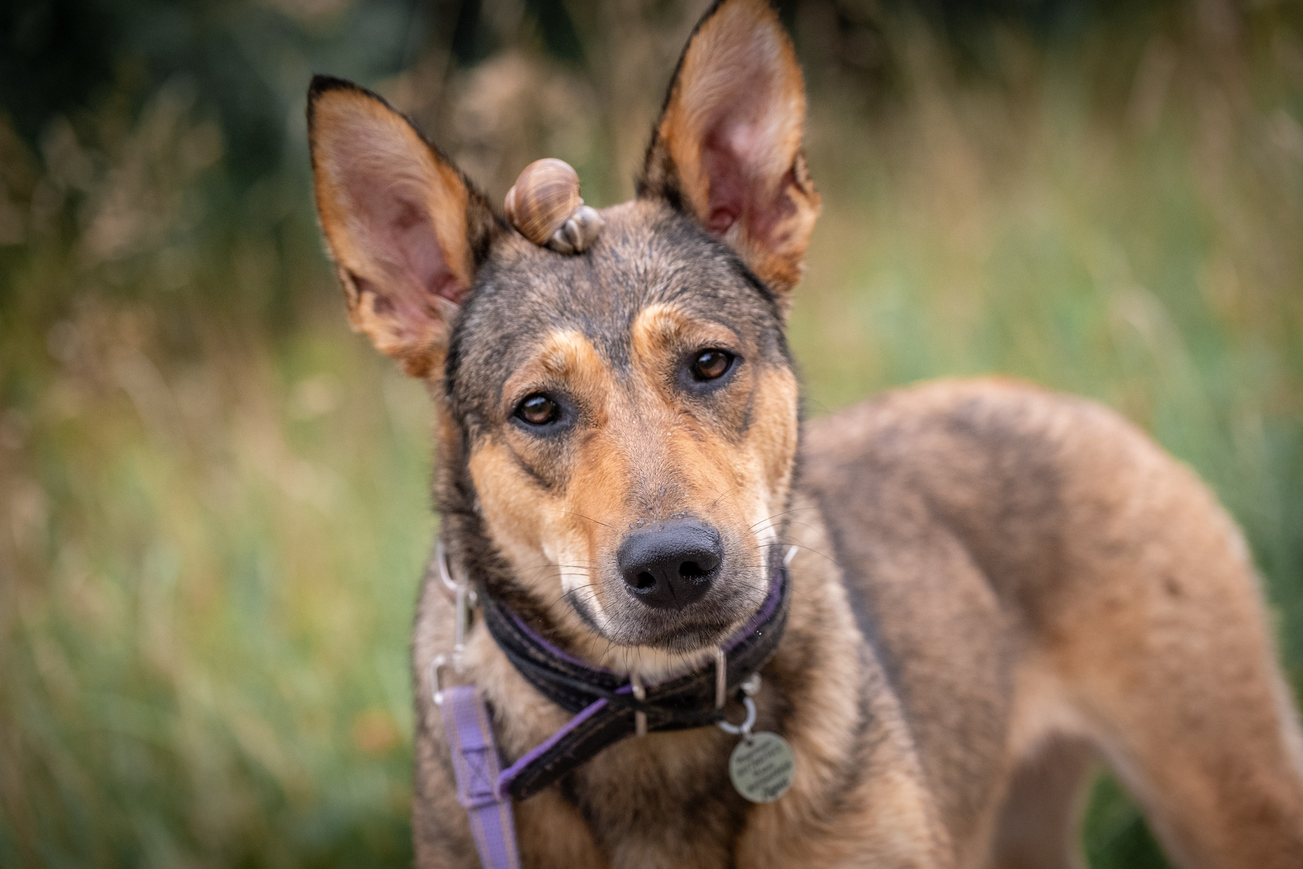 Надя и Луна. Зоофотограф, фотограф животных в Москве и области Дина Дамоцева