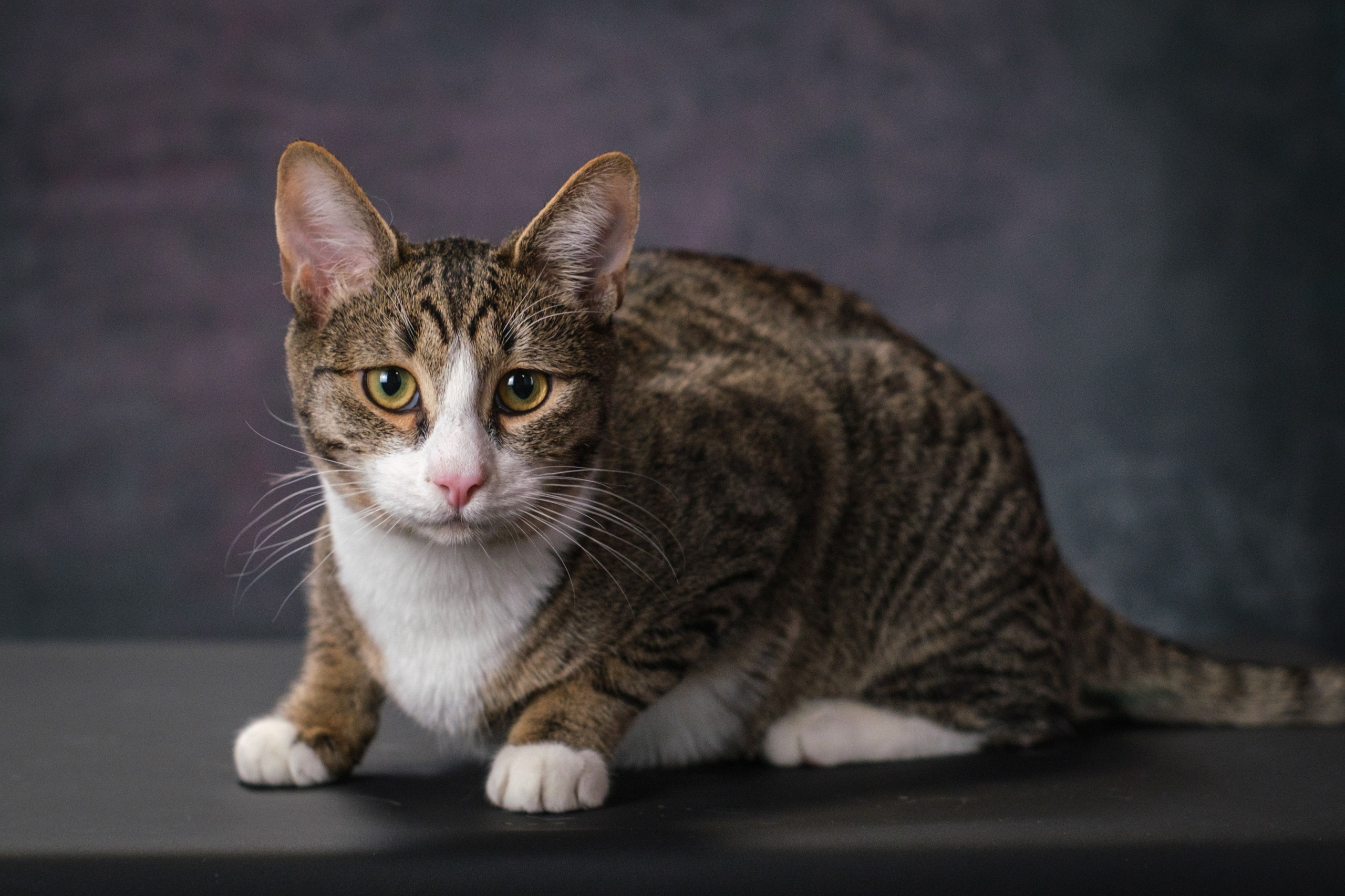 Котики Мурмурии). Зоофотограф, фотограф животных в Москве и области Дина Дамоцева