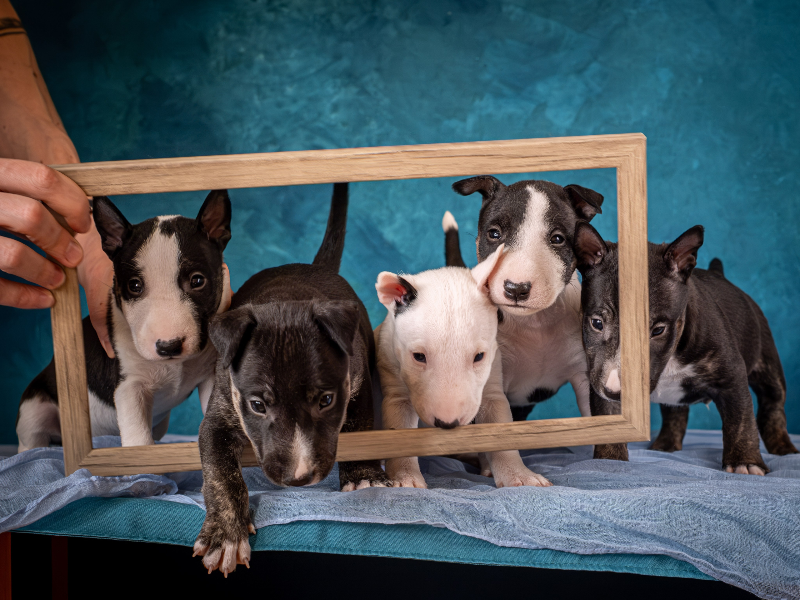 Сладкие булочки (МБТ — миниатюрный бультерьер) для Ильи). Зоофотограф, фотограф животных в Москве и области Дина Дамоцева