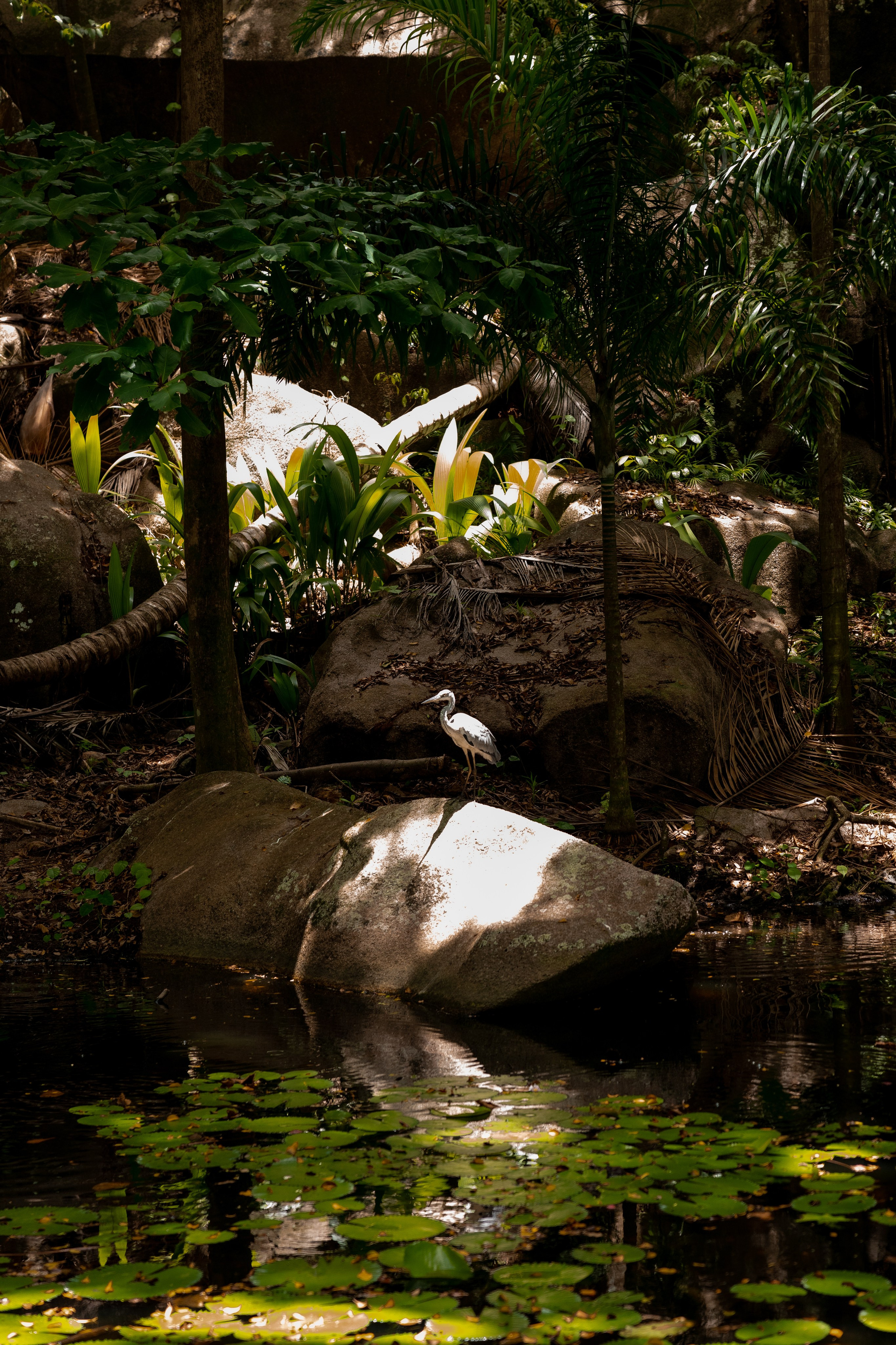 Сейшелы. Дарья Бухреева — фотограф, видеограф и фототерапевт. Москва и мир