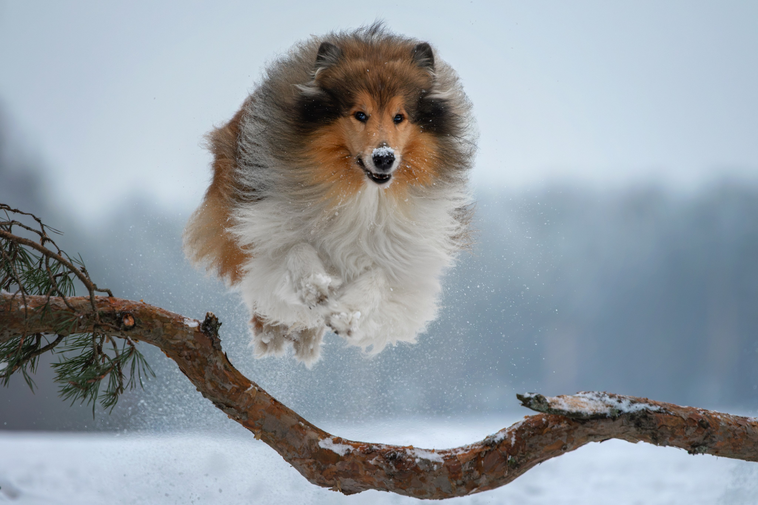 Собаки. Фотограф-анималист Юлия Зубкова