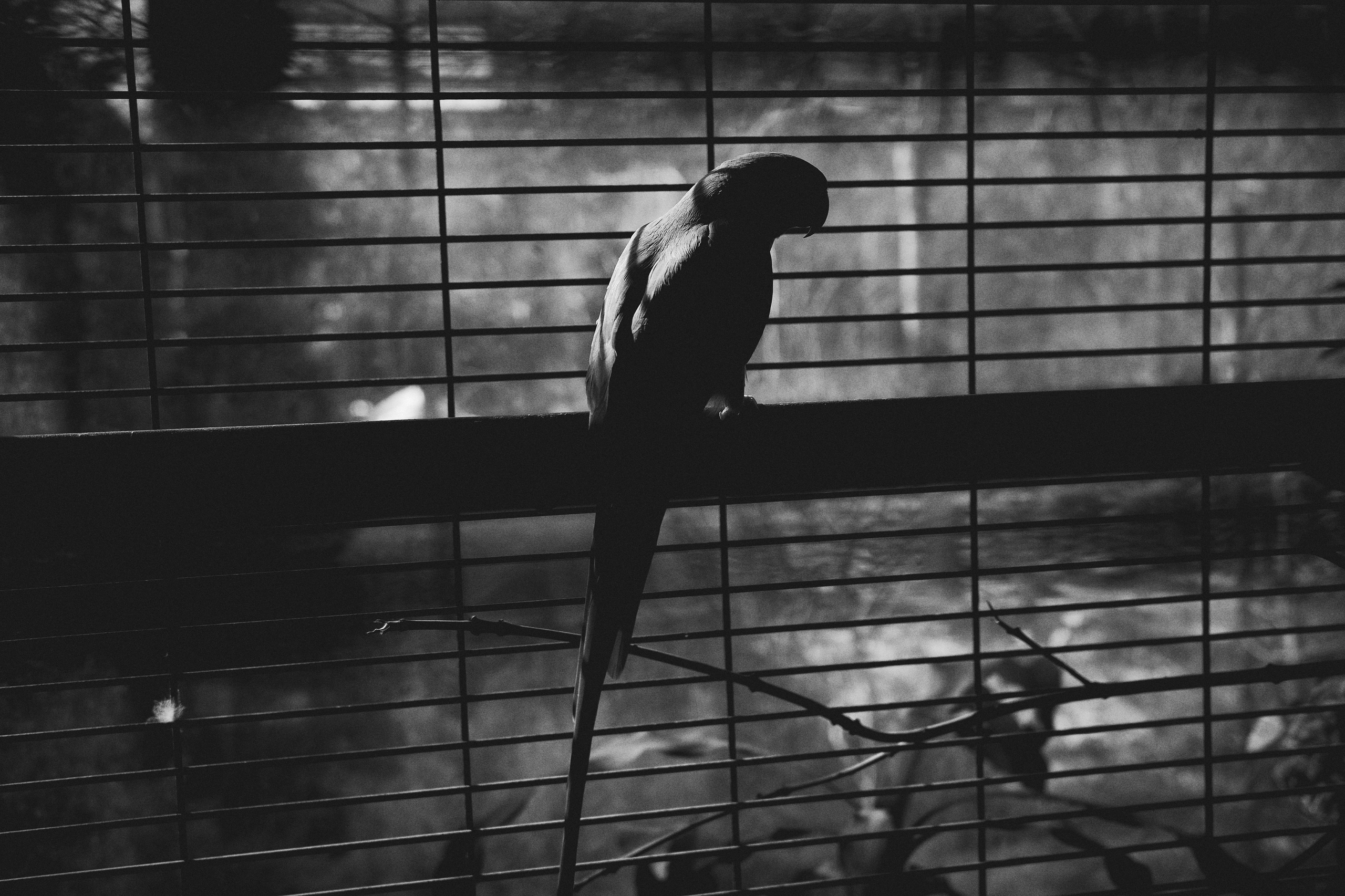 Other. Dmitry Ippolitov