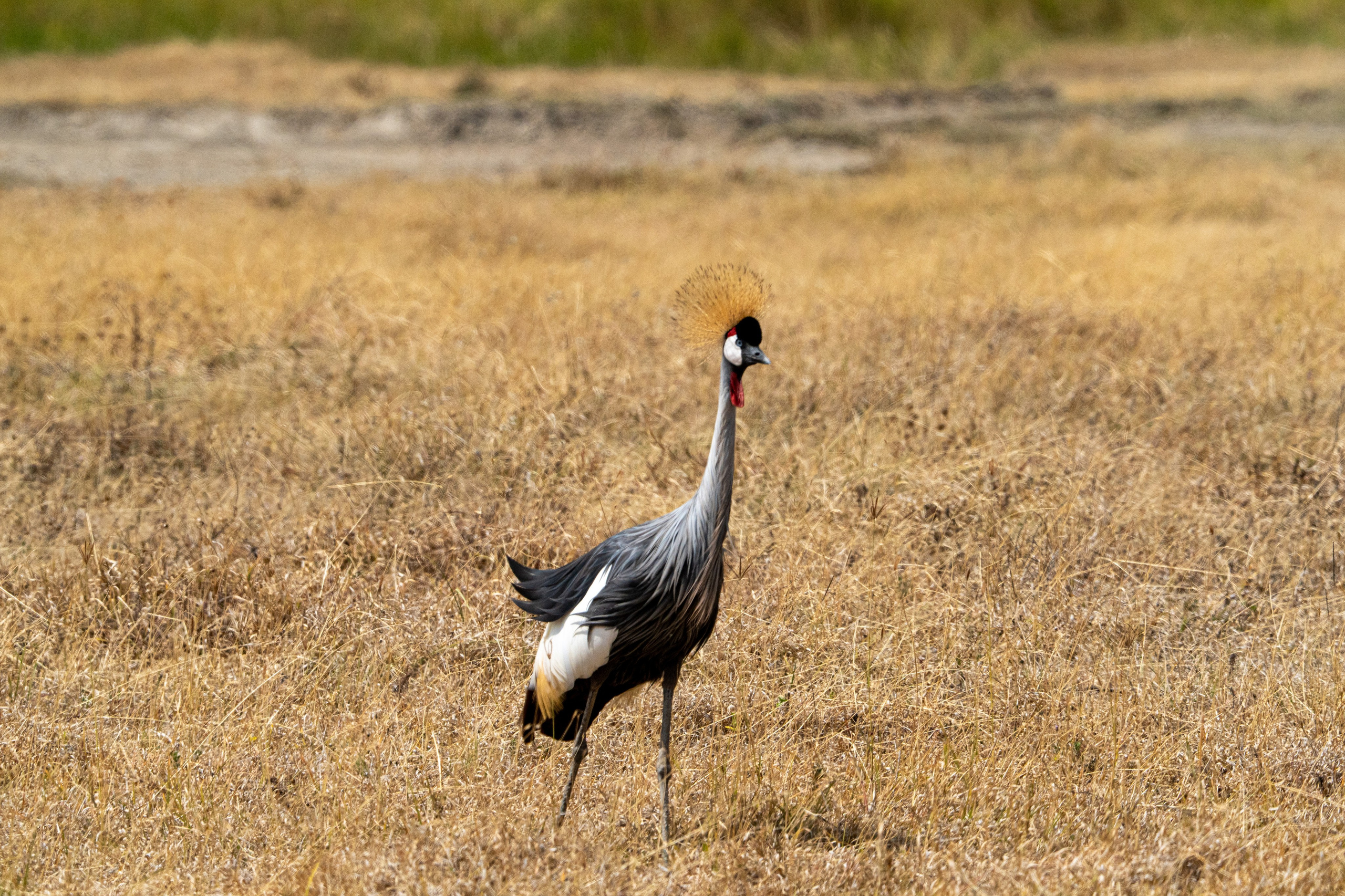 Танзания, сафари, 2025. Творческие сьемки